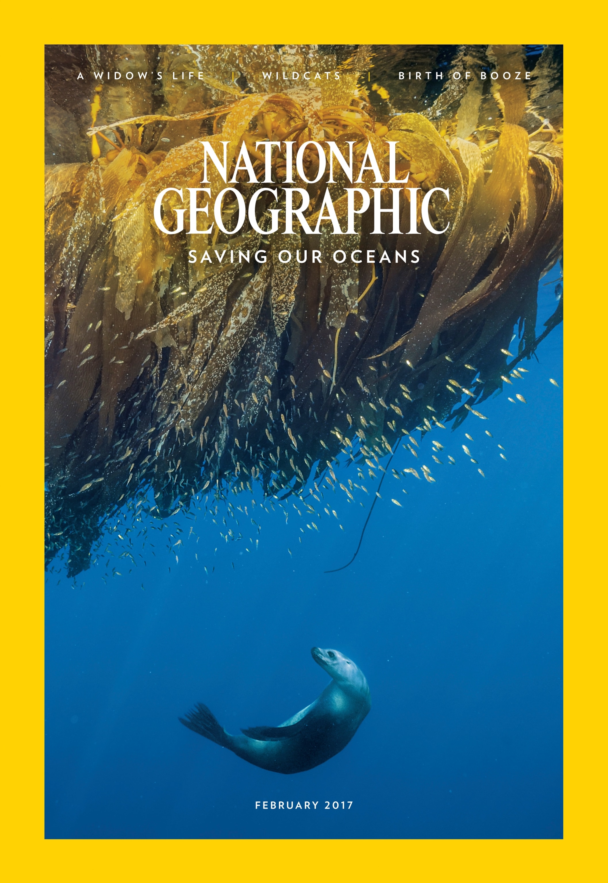 A California sea lion glides below a canopy of kelp at Cortes Bank, a seamount in the Pacific roughly 110 miles west of San Diego.