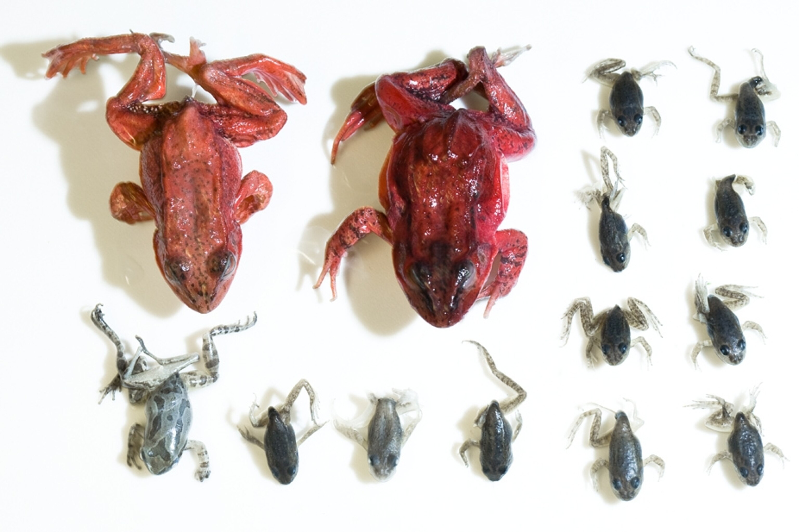 Pictures U.S. Frogs Deformed by Parasite Infections