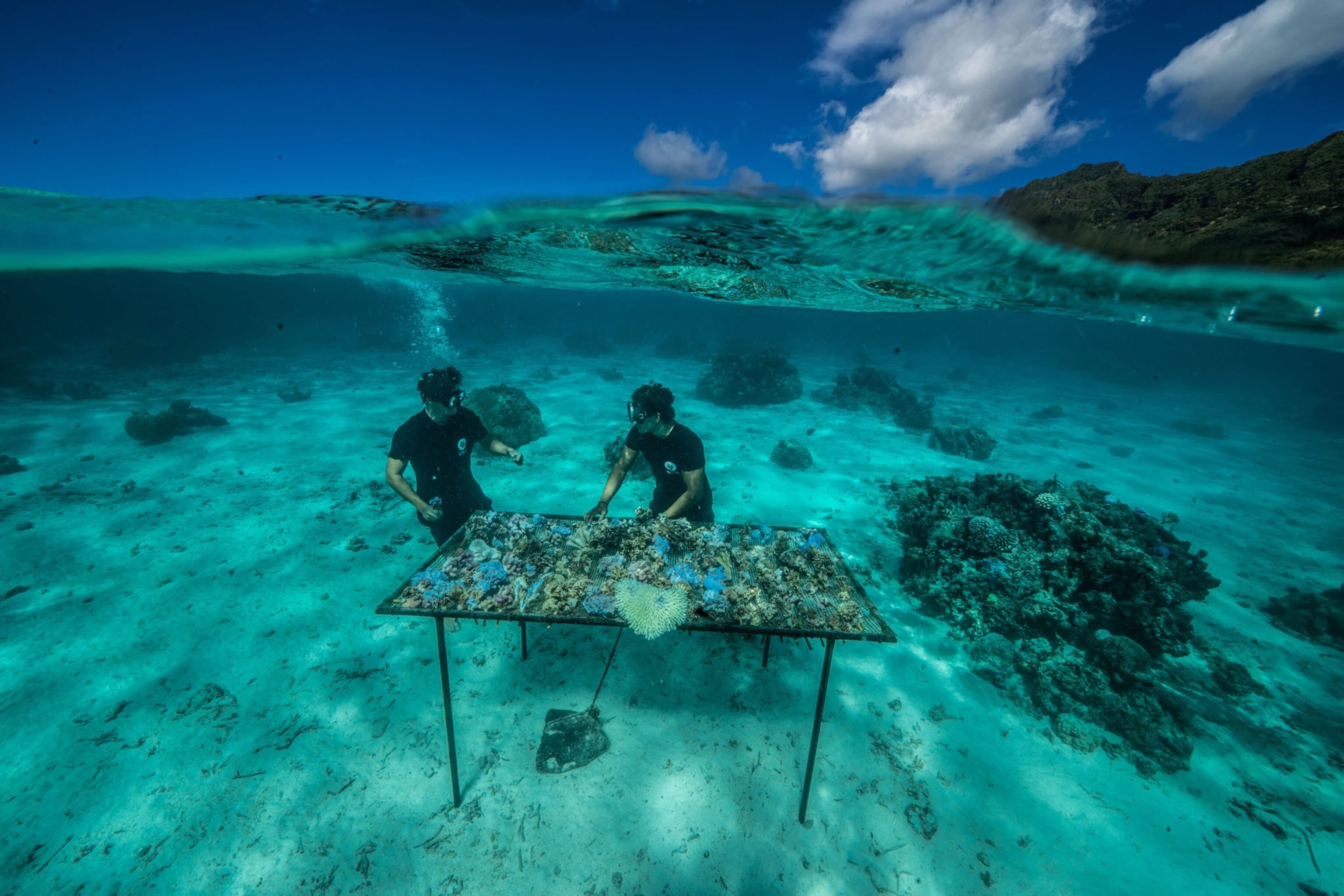 two people at an underwater nursery table that holds broken pieces of coral