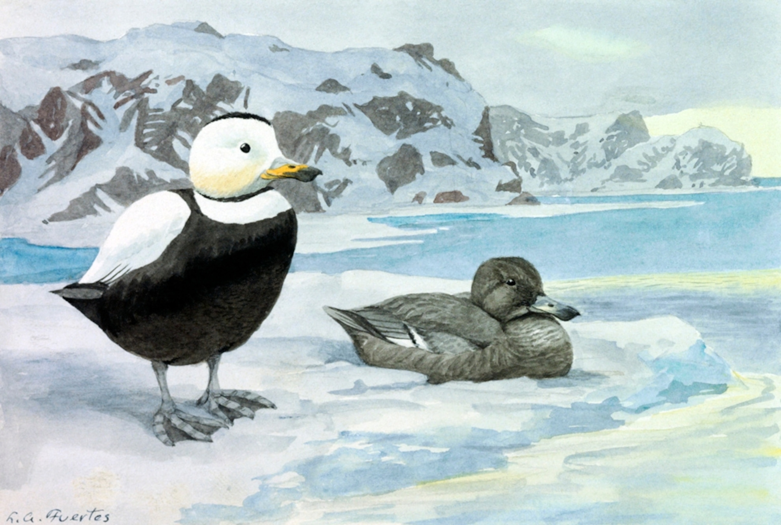 Illustration: Pair of labrador ducks