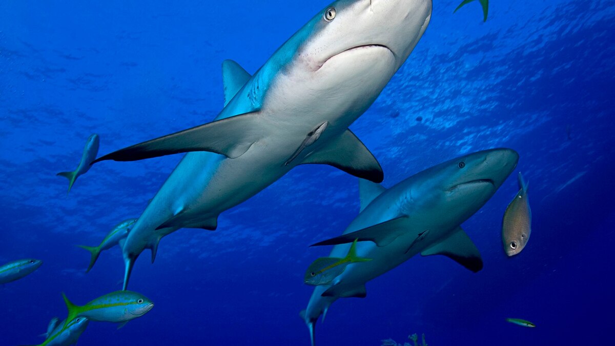 Sharks Return to Their Birthplace to Give Birth