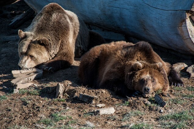 An Unlikely Home For Rescued Lions Tigers And Bears