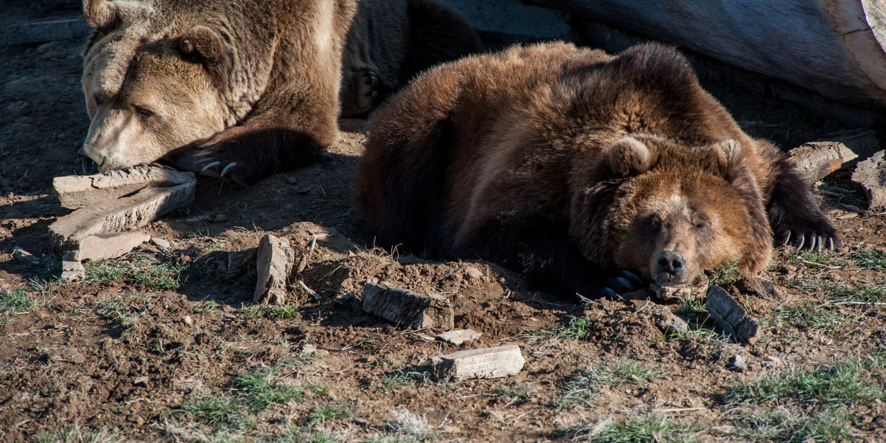 An Unlikely Home For Rescued Lions Tigers And Bears