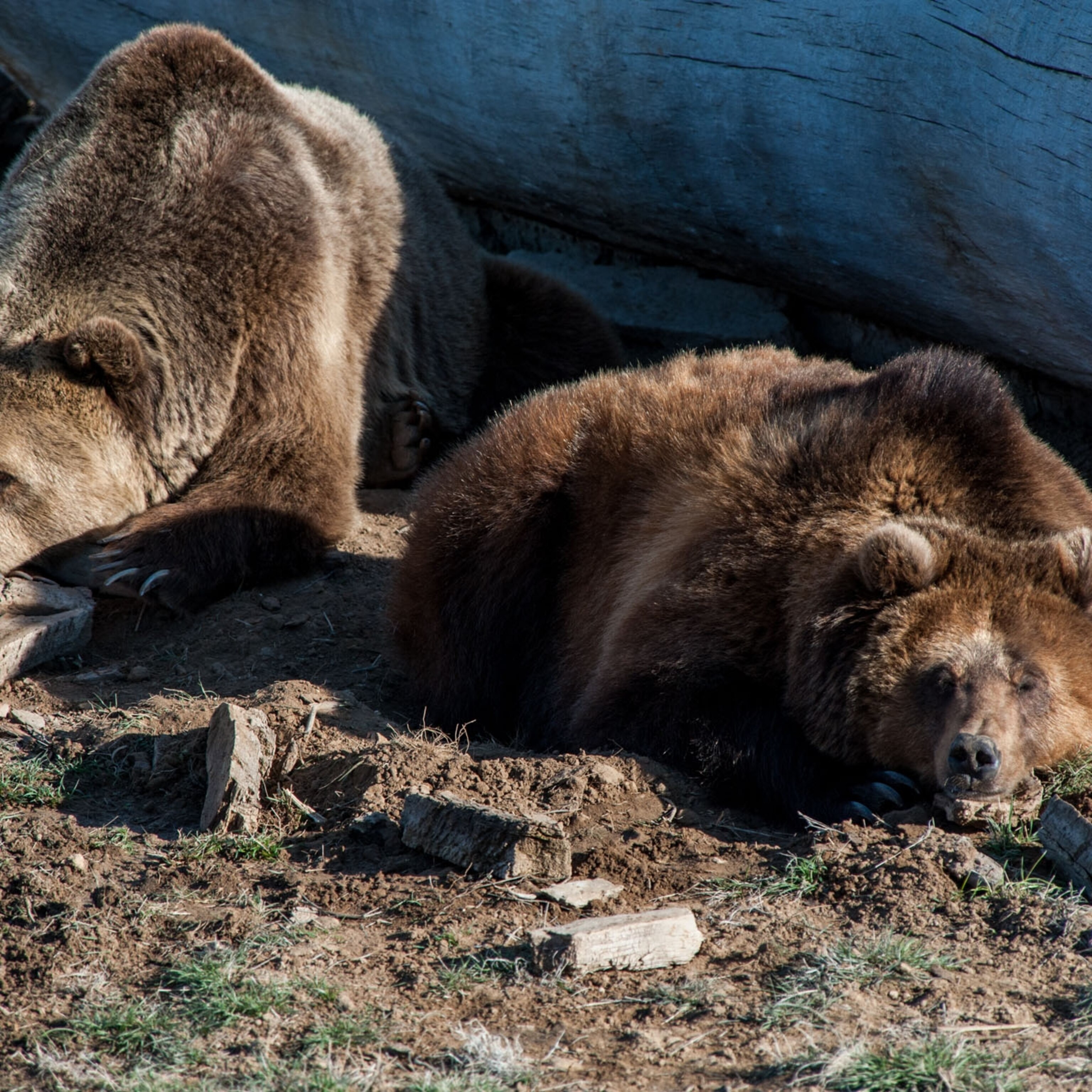 An Unlikely Home For Rescued Lions Tigers And Bears