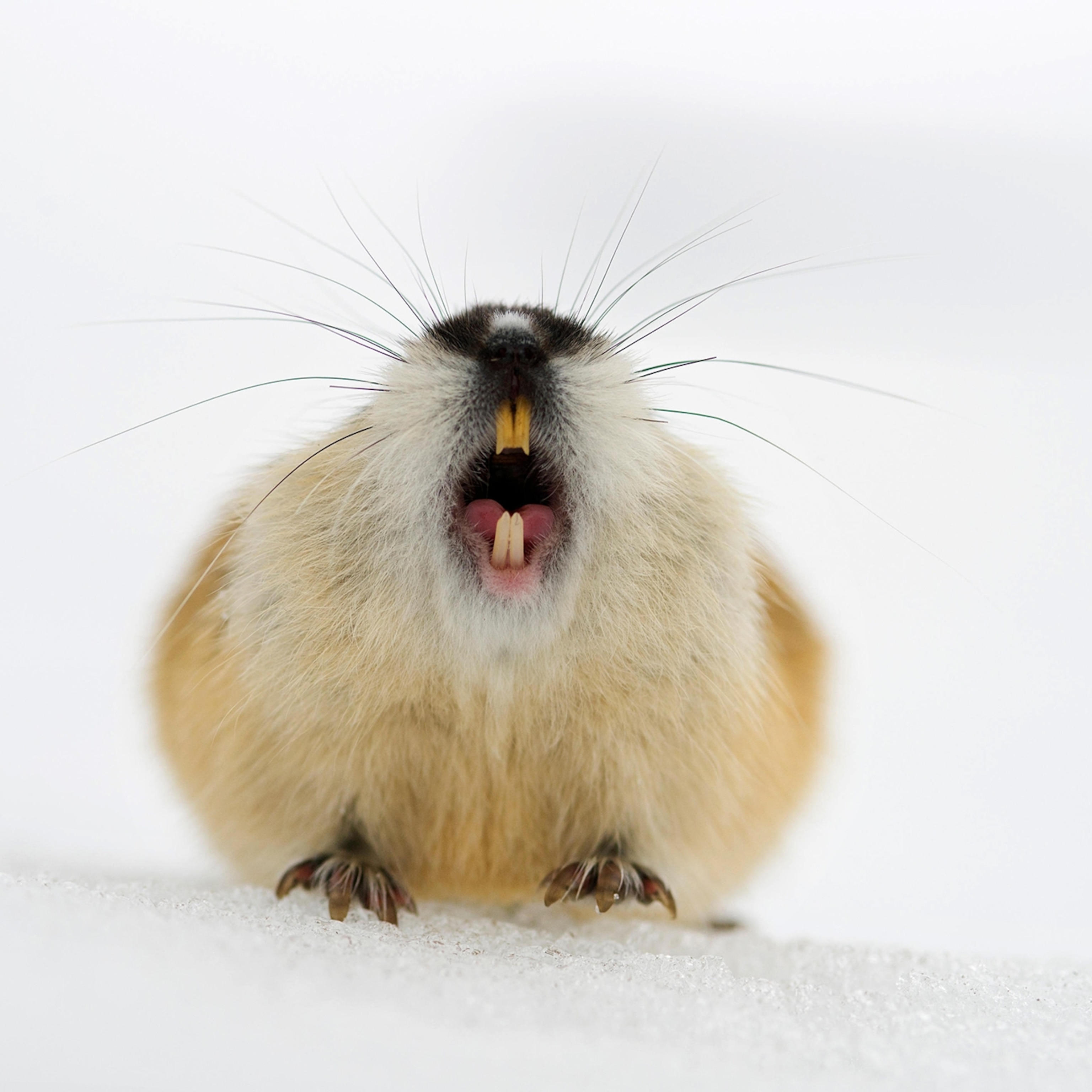 Norway lemming, rodent