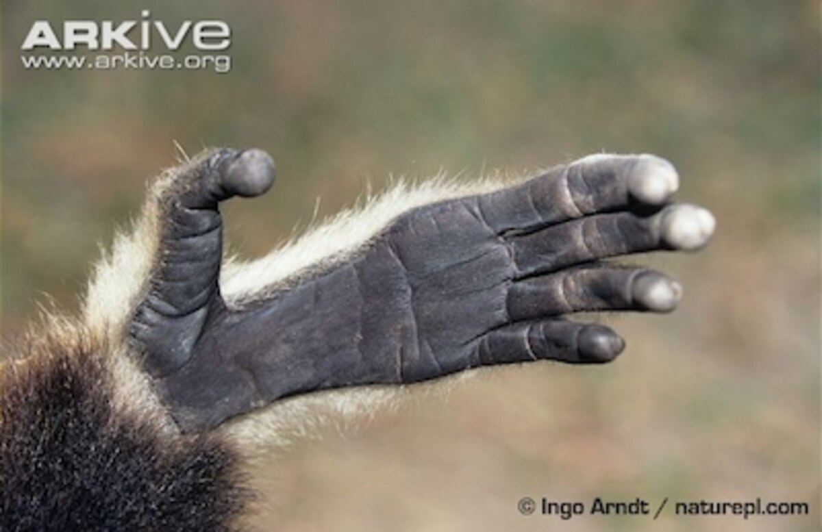 A Multitude of Hands My new essay for National Geographic
