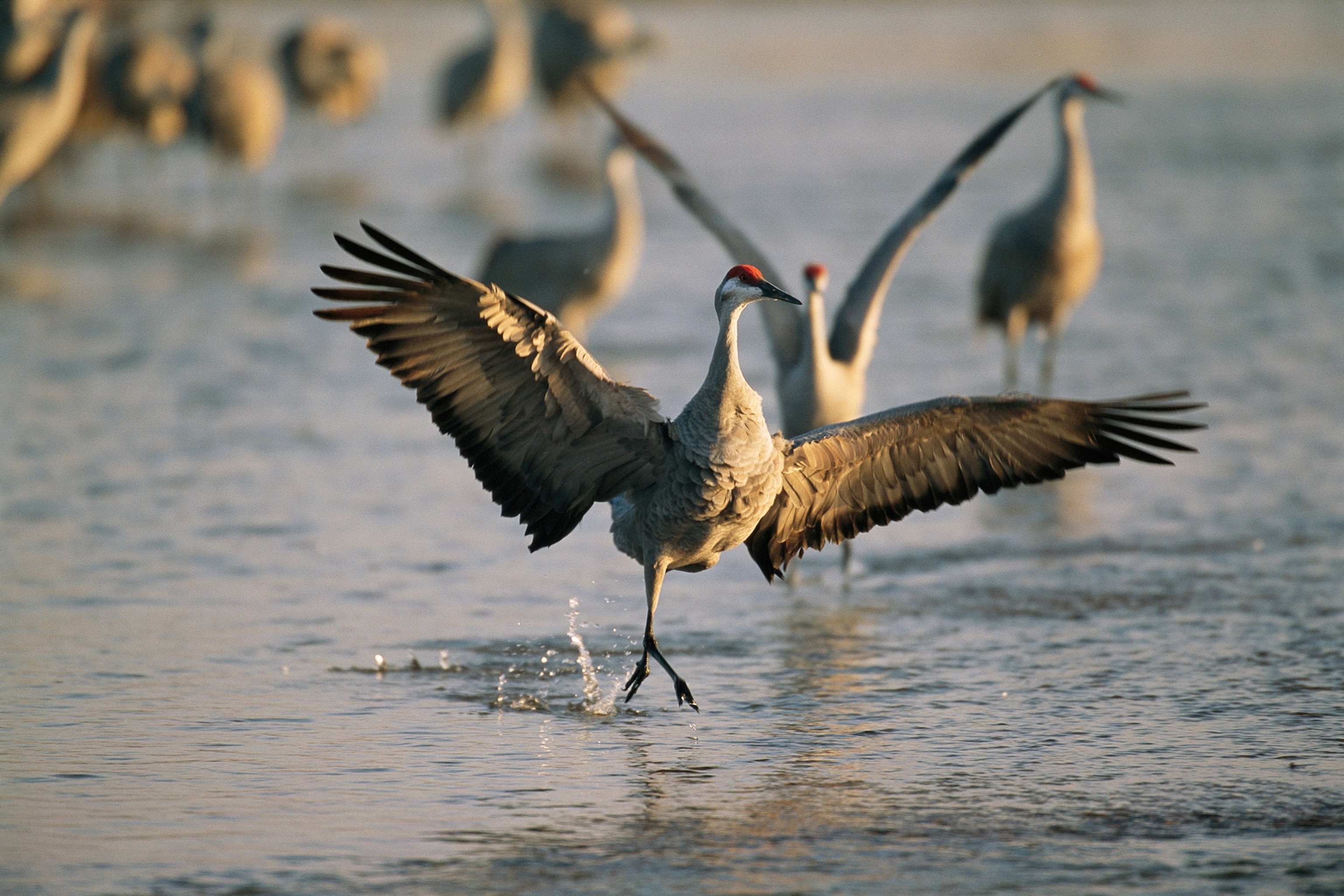 sandhill cranes