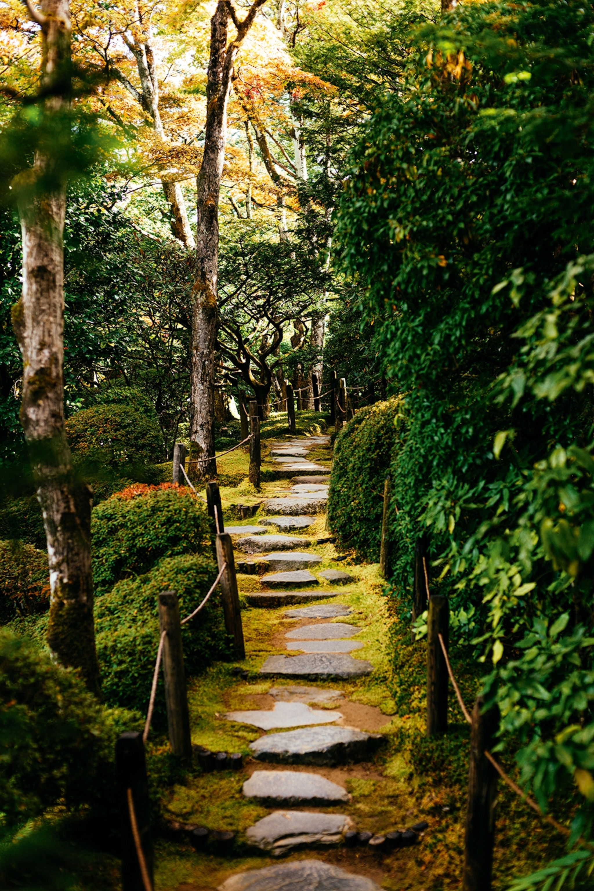 A forest path with stepping stones leading the way past twisting trees.