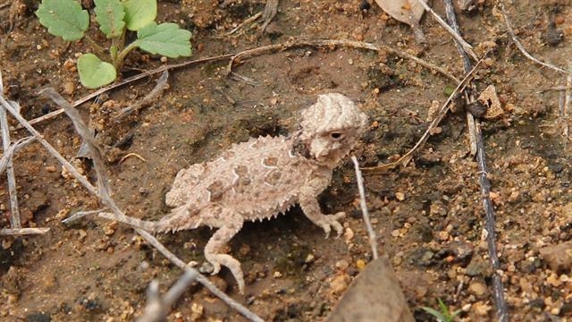 Once Common Texas Horned Lizard Now Being Captive Bred And Once Common Texas Horned Lizard Now Being Captive Bred And