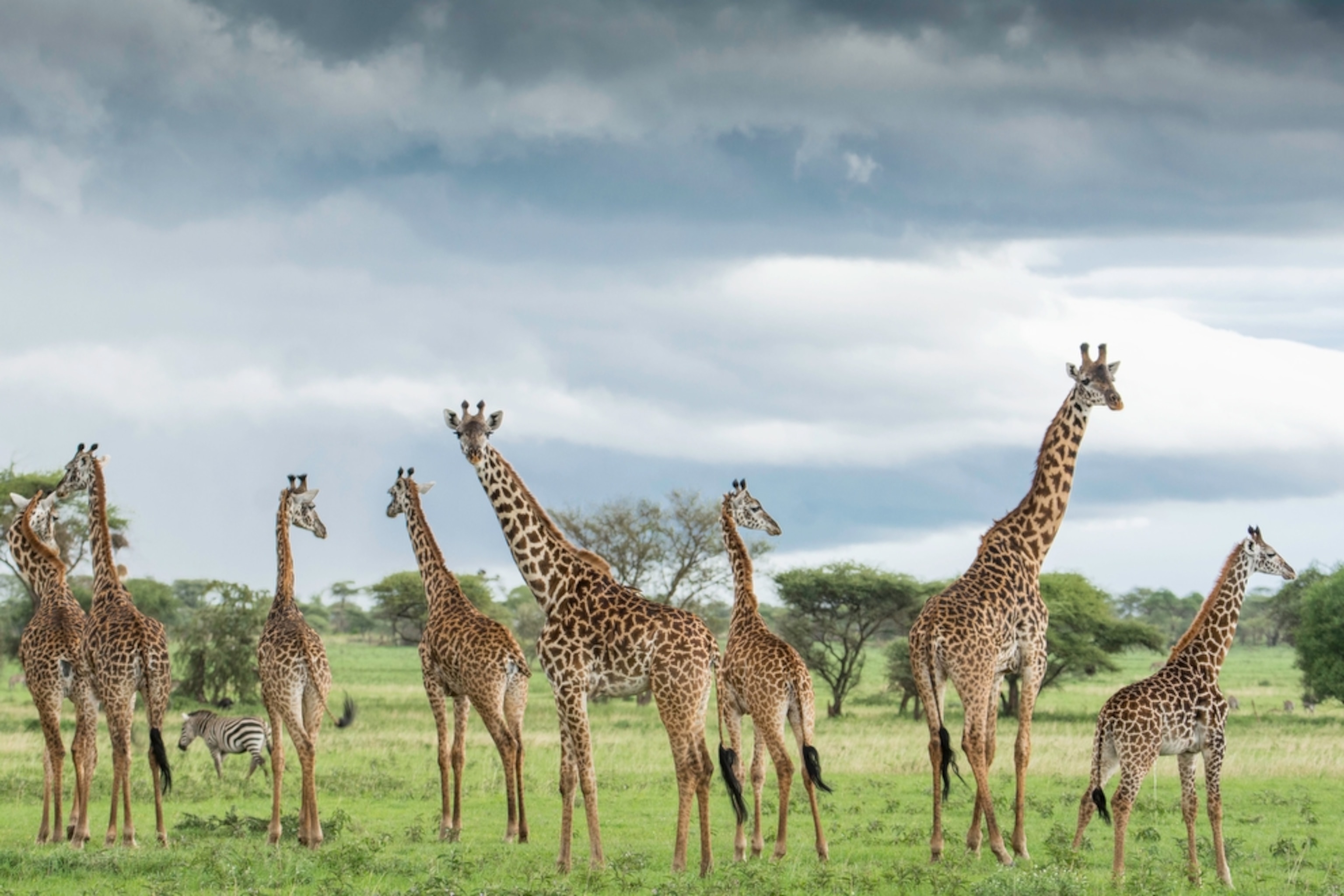 a herd of giraffe in Serengeti , Tanzania.