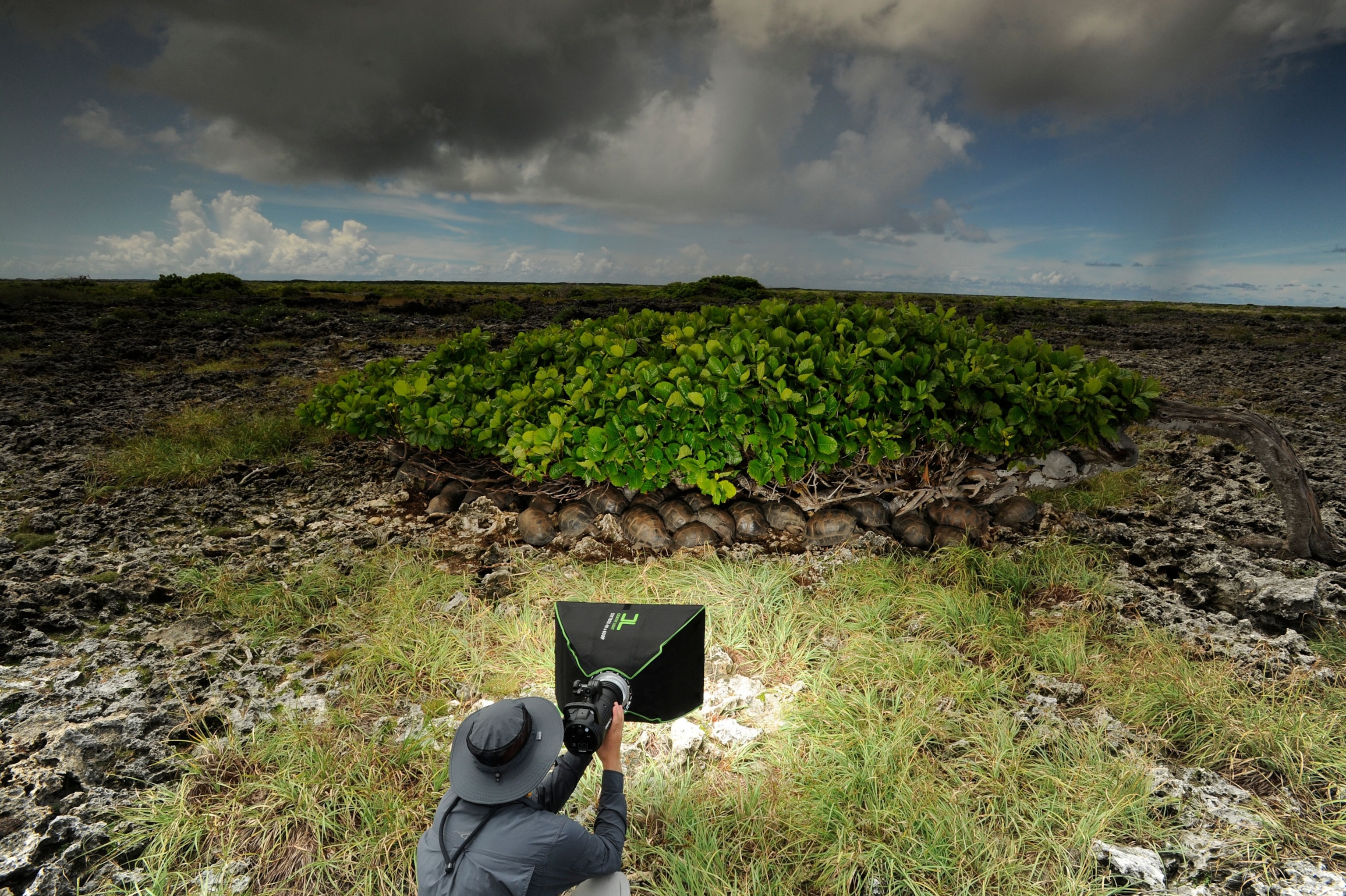 Assistant on Aldabra