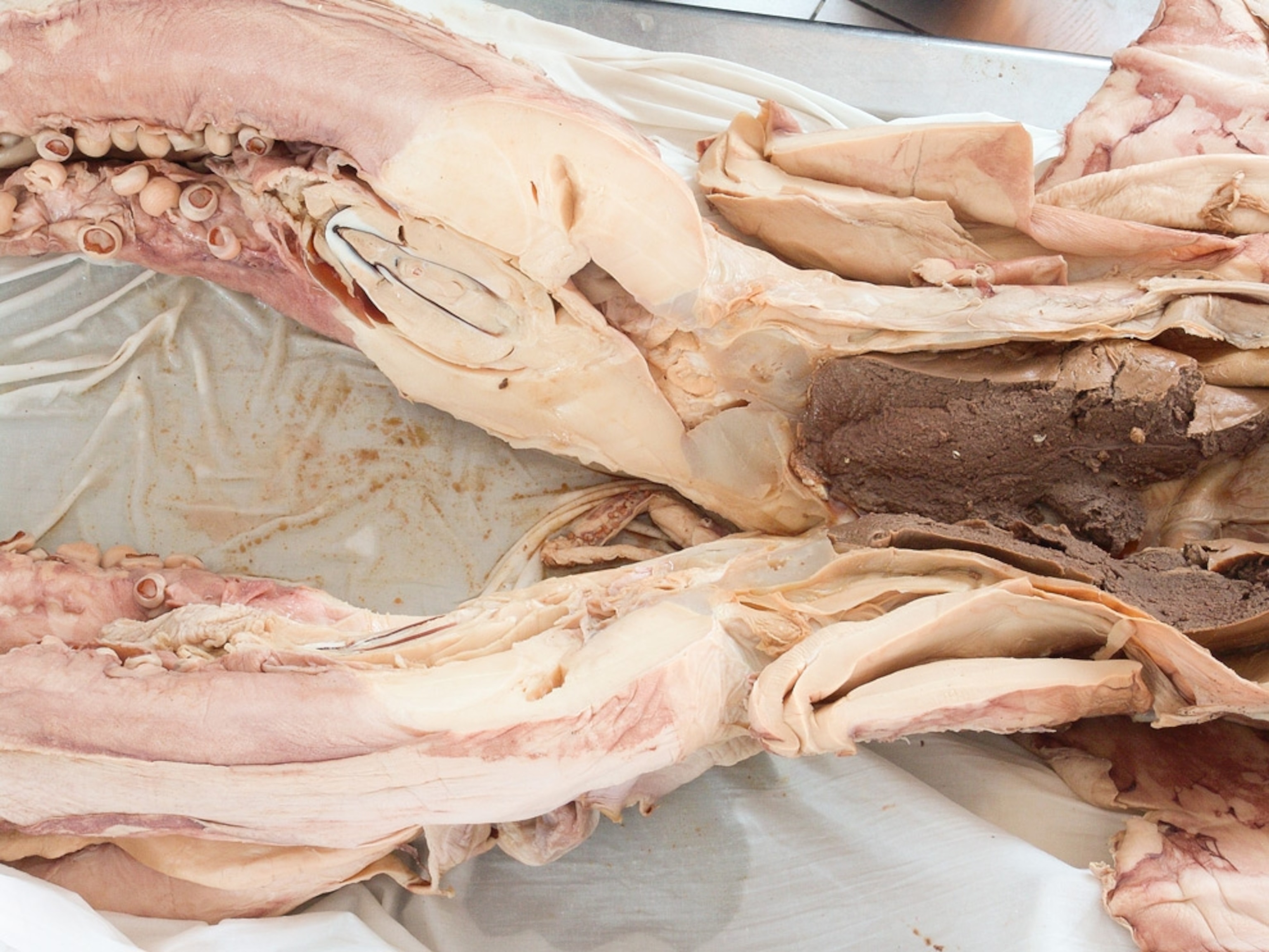 Pre-Plastination Dissection