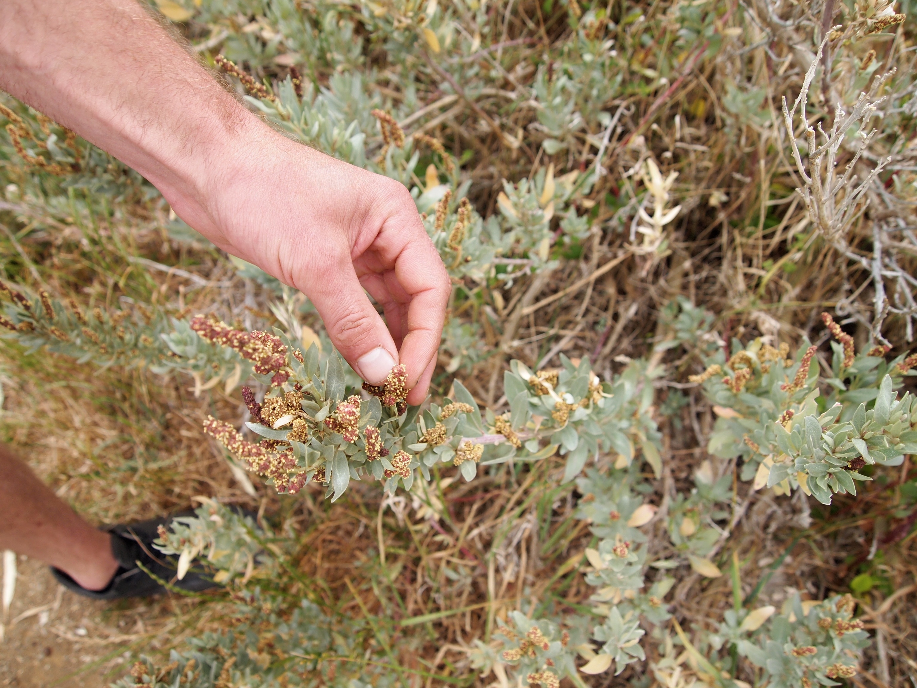 Saltbush? Photograph by Emma Marris