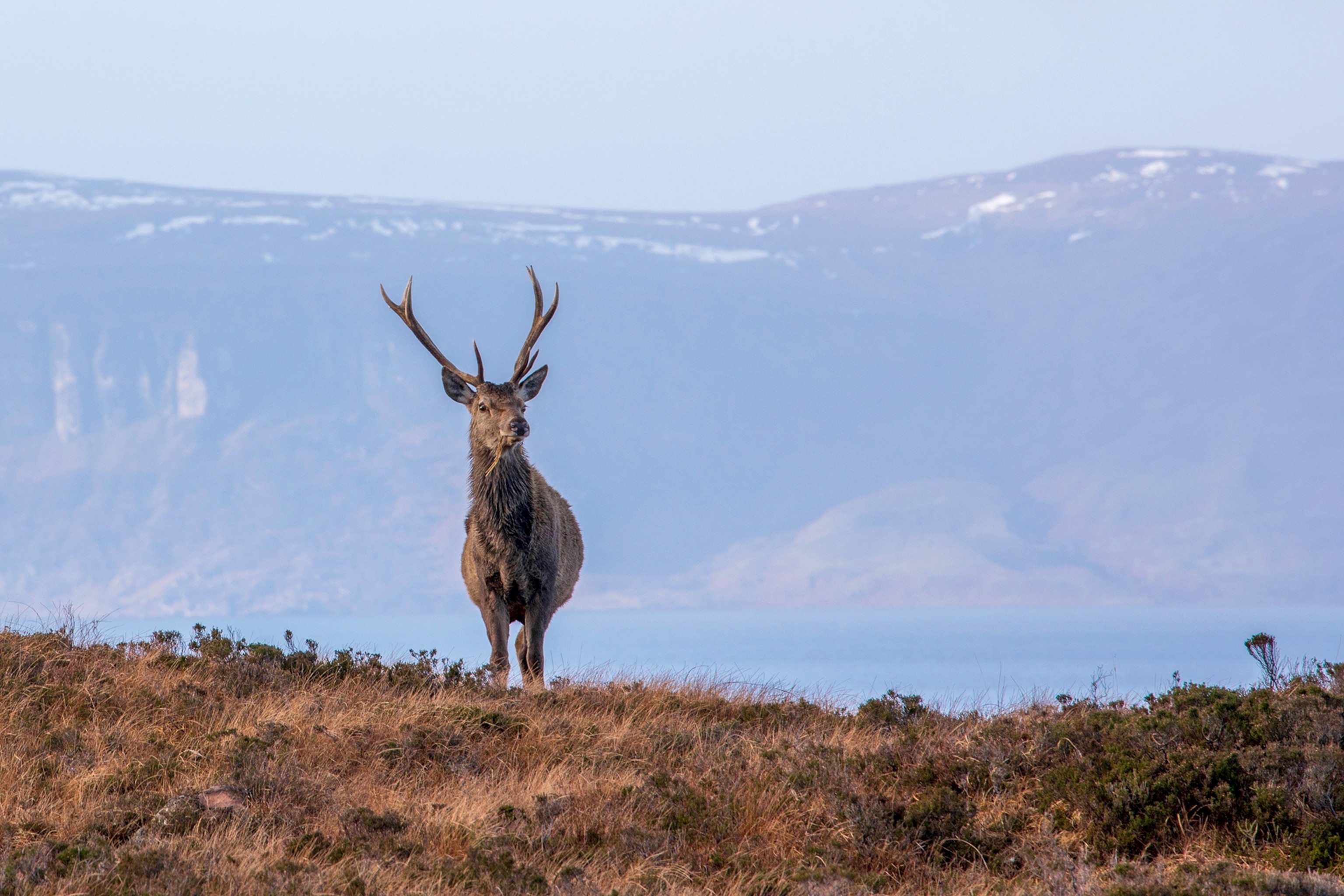 A wild deer standing on the top of a bushy hill with mountains in the background.