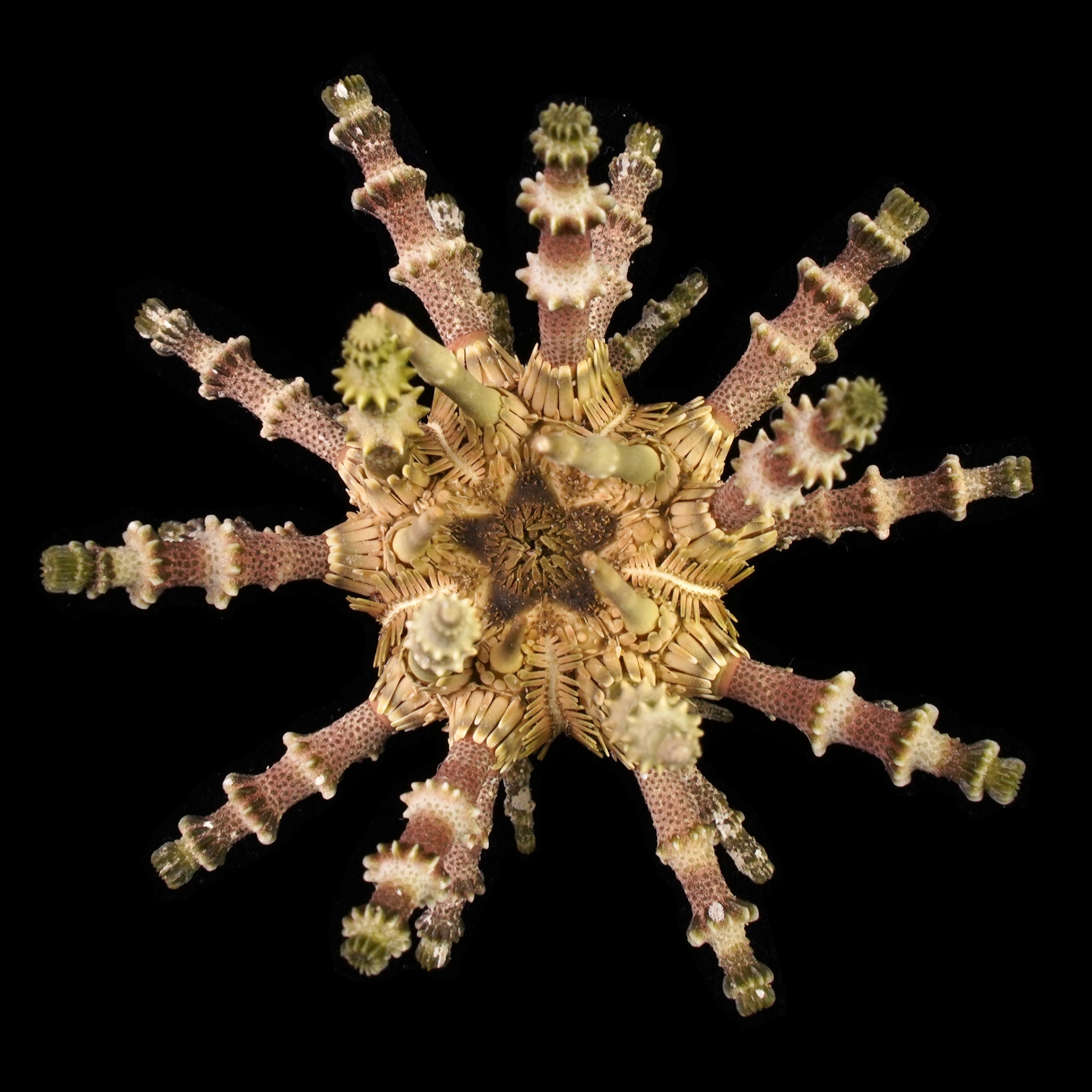 Star with nine hands in ten and brown shades.