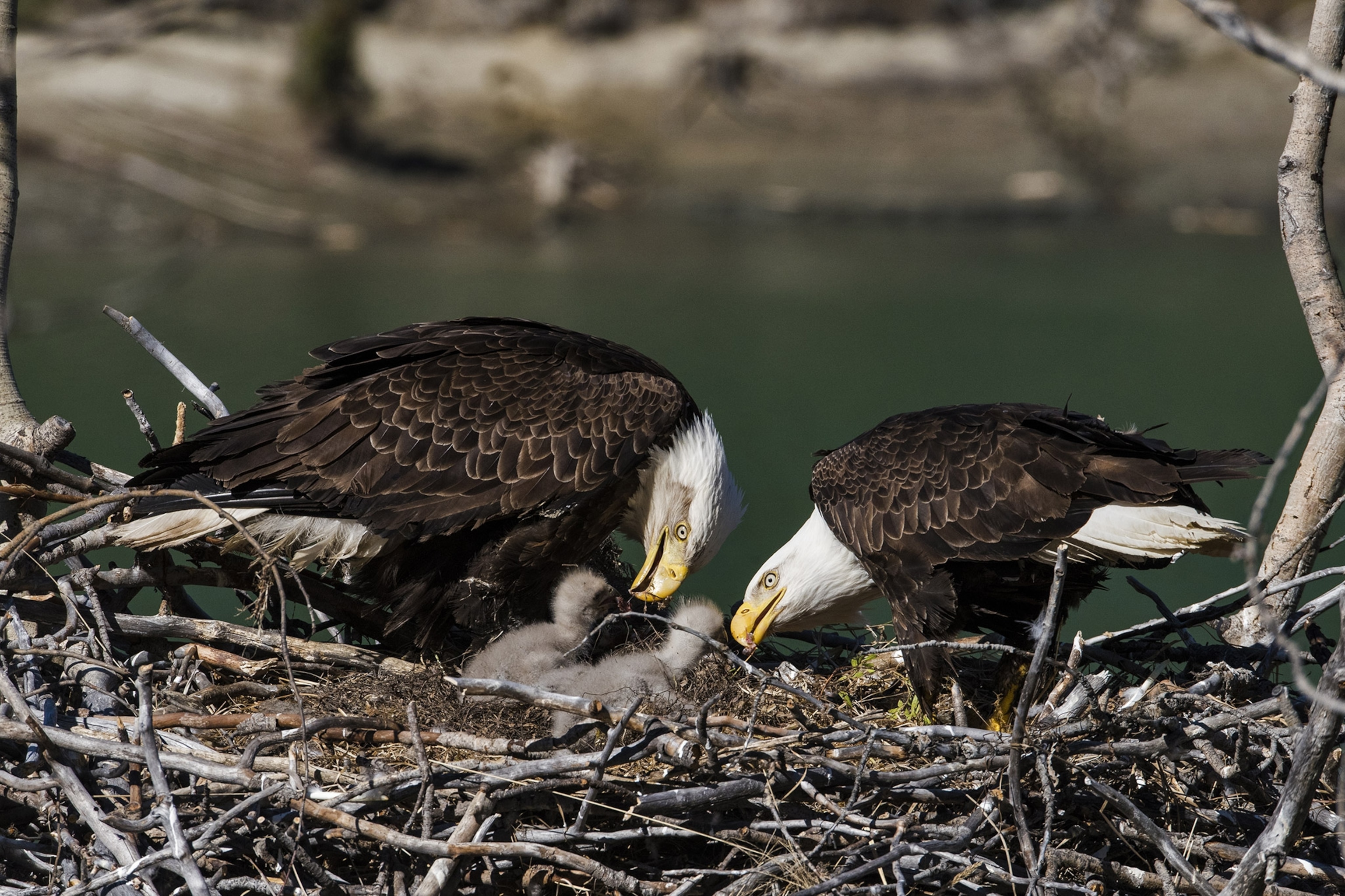 Two adult bald eagles stand upon a twiggy nest and lean down toward two small gray chicks