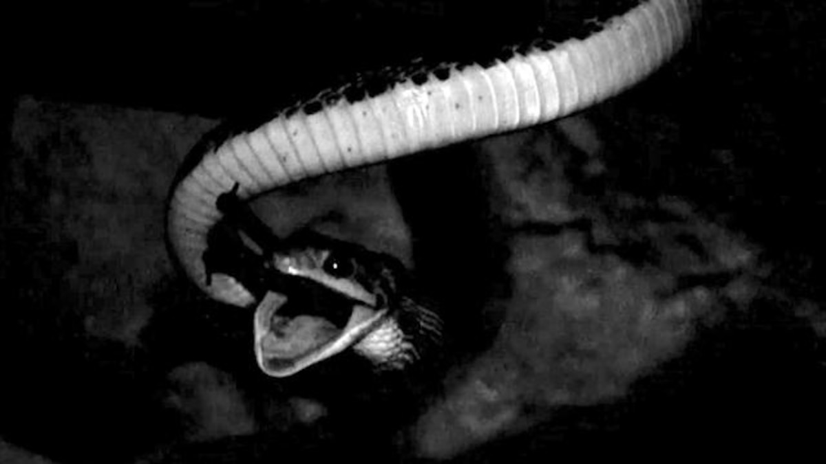 Inside Kantemo Cave of the Hanging Serpents, Where Snakes Catch Bats