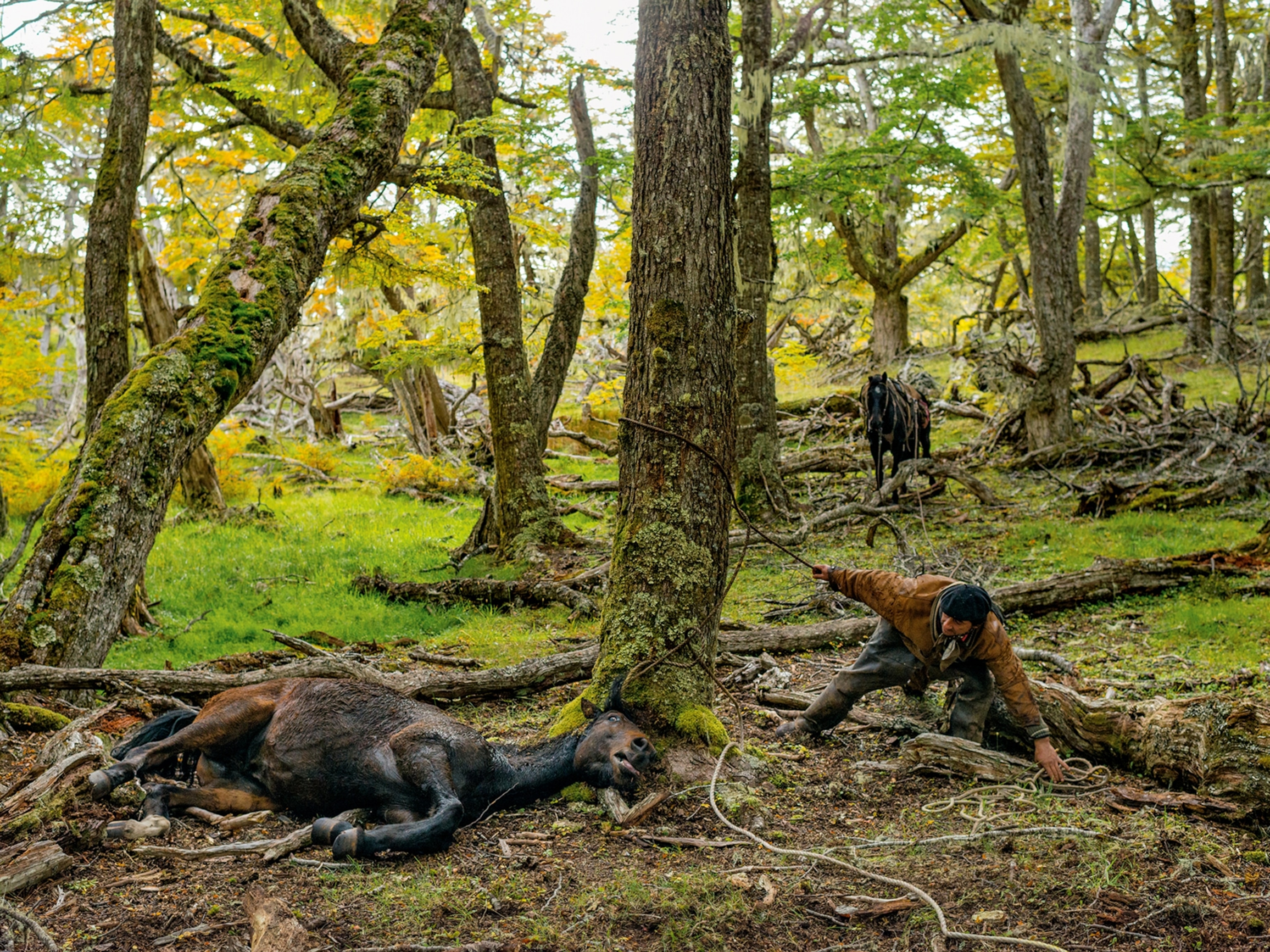 a feral horse tied to a tree