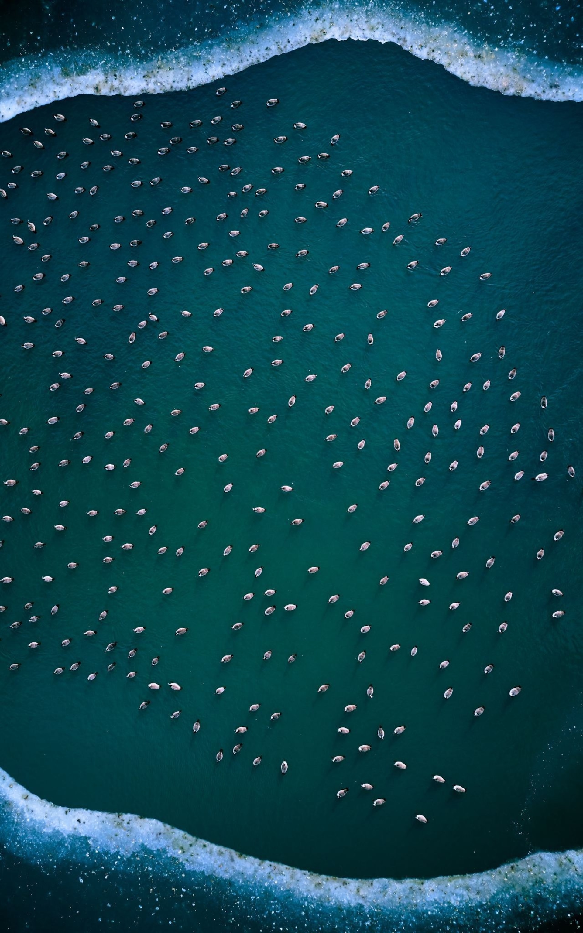 Aerial picture of geese and frozen lake in Verona, New Jersey