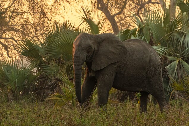 Under Poaching Pressure Elephants Are Evolving To Lose Their Tusks