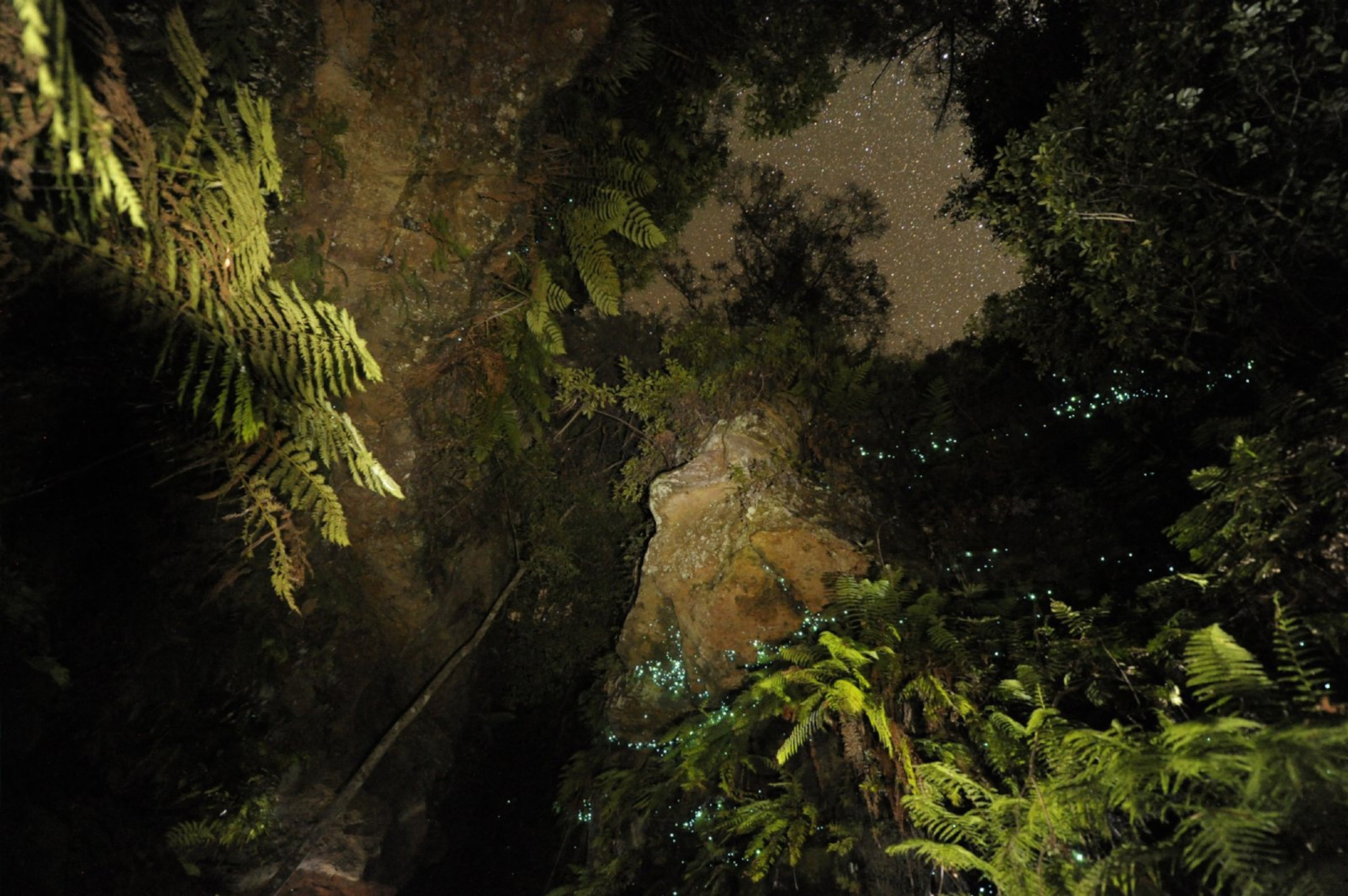 glowworms shimmering on rocks and ferns in Claustral Canyon