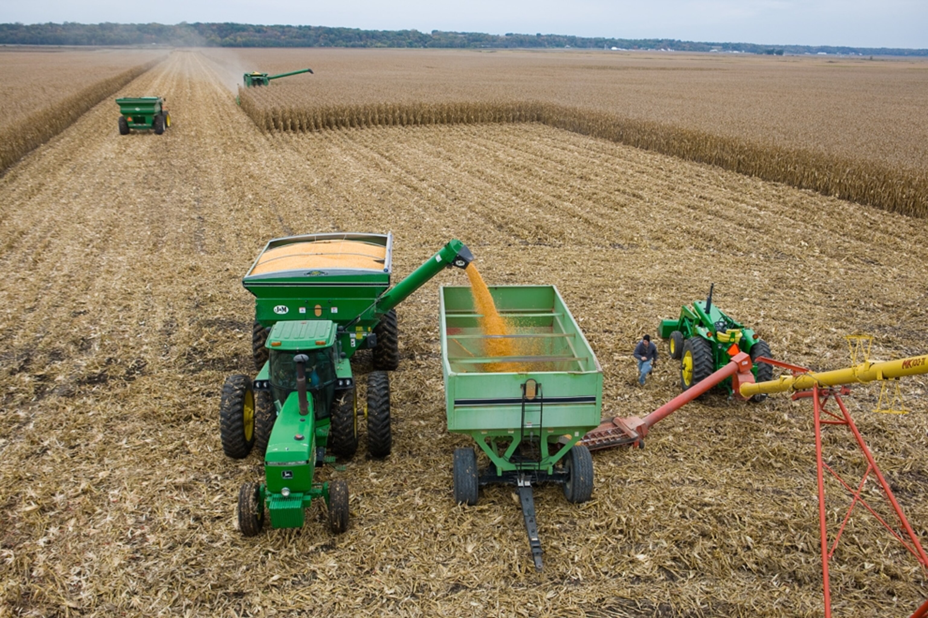 Harvesting corn using farm equipment.
