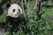 Giant Panda In Natural Habitat