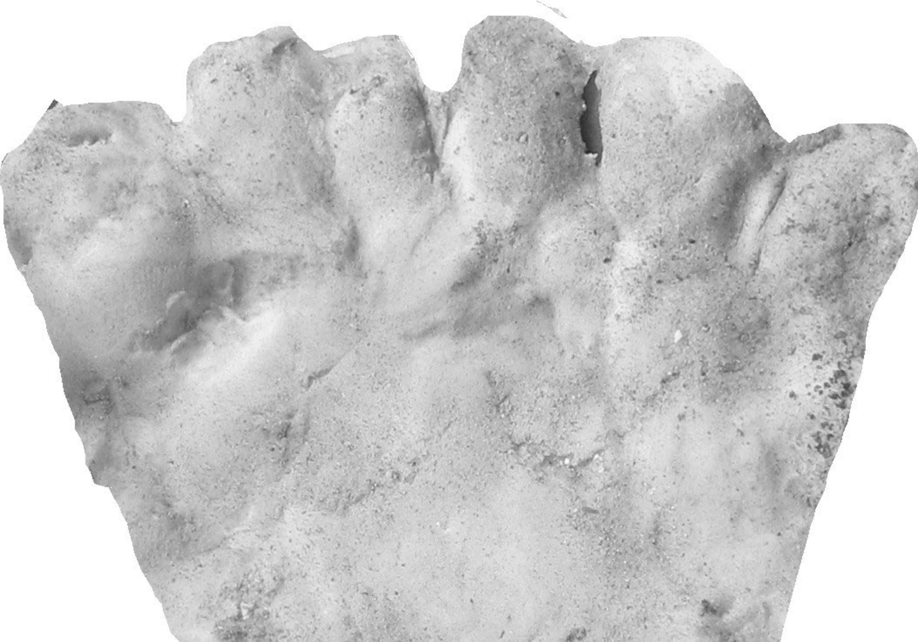 a mold taken from a footprint with six toes