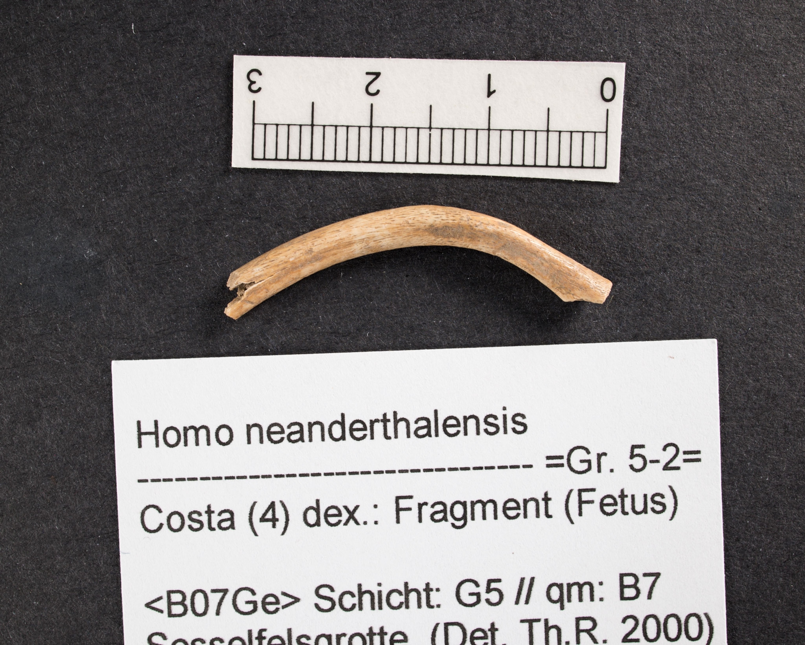 Neanderthal fetus bone shown to scale
