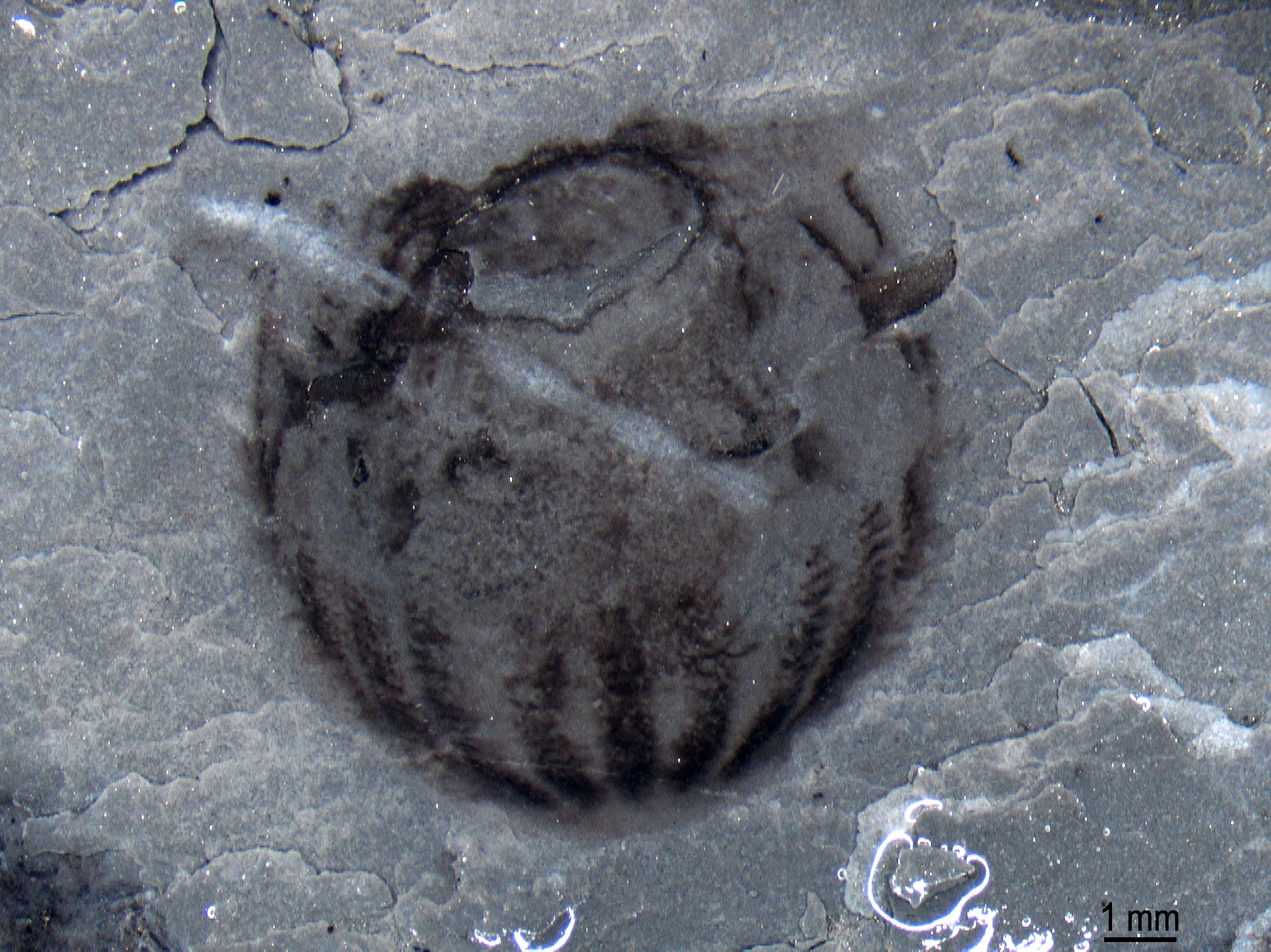 Treasure Trove Of Spectacular Fossils Found In China National Geographic Treasure Trove Of Spectacular Fossils Found In China National Geographic