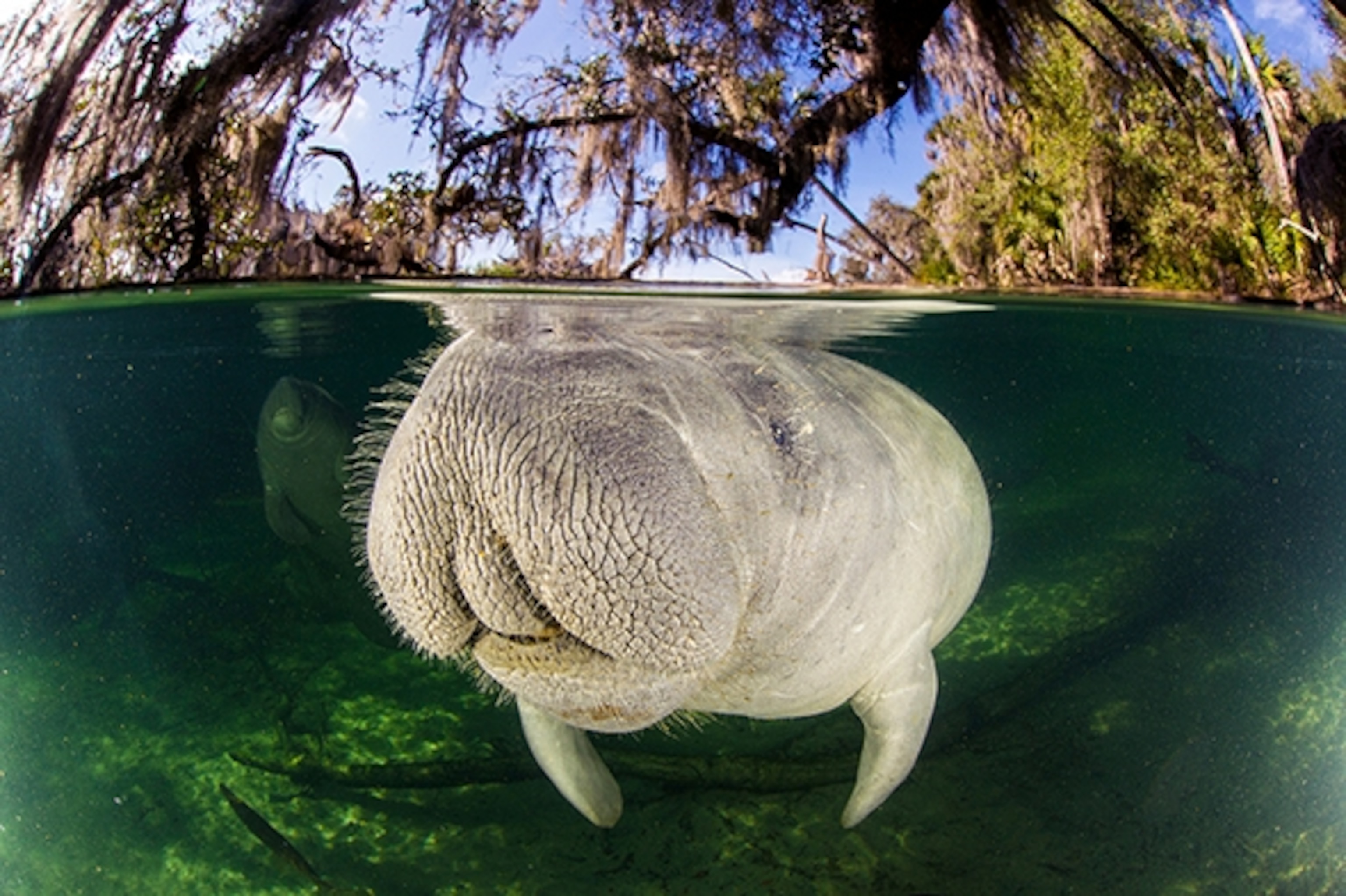 Florida’s Secret Manatee Retreat National Geographic