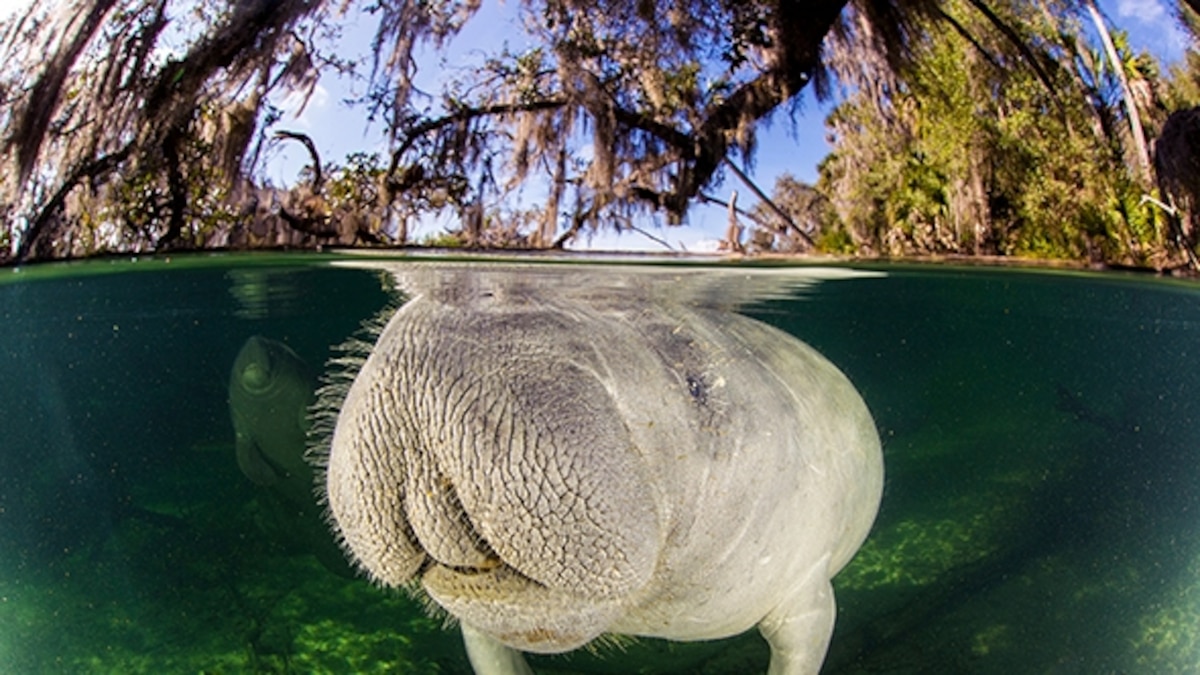 Florida’s Secret Manatee Retreat | National Geographic