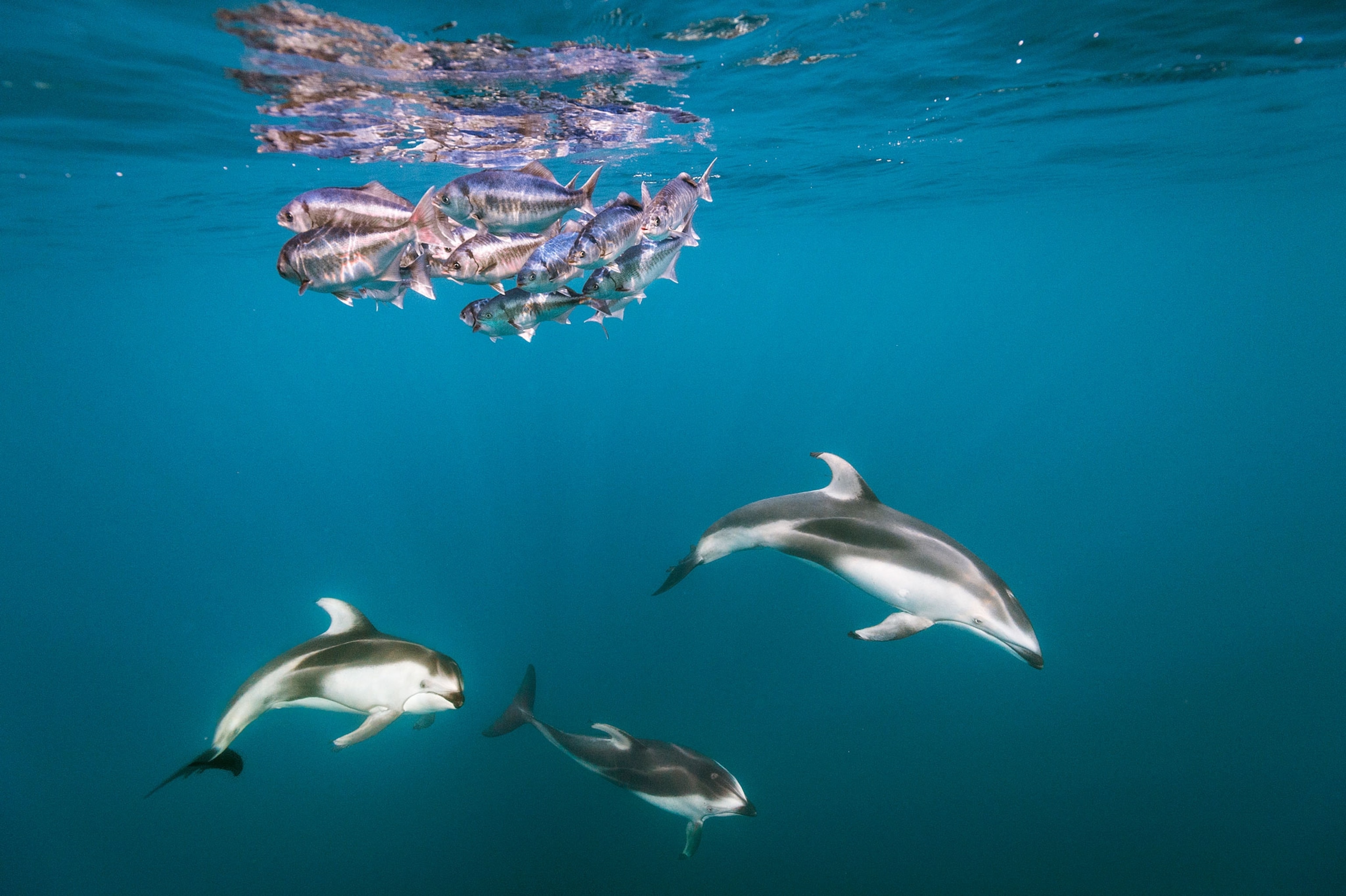 Pacific White-Sided Dolphins