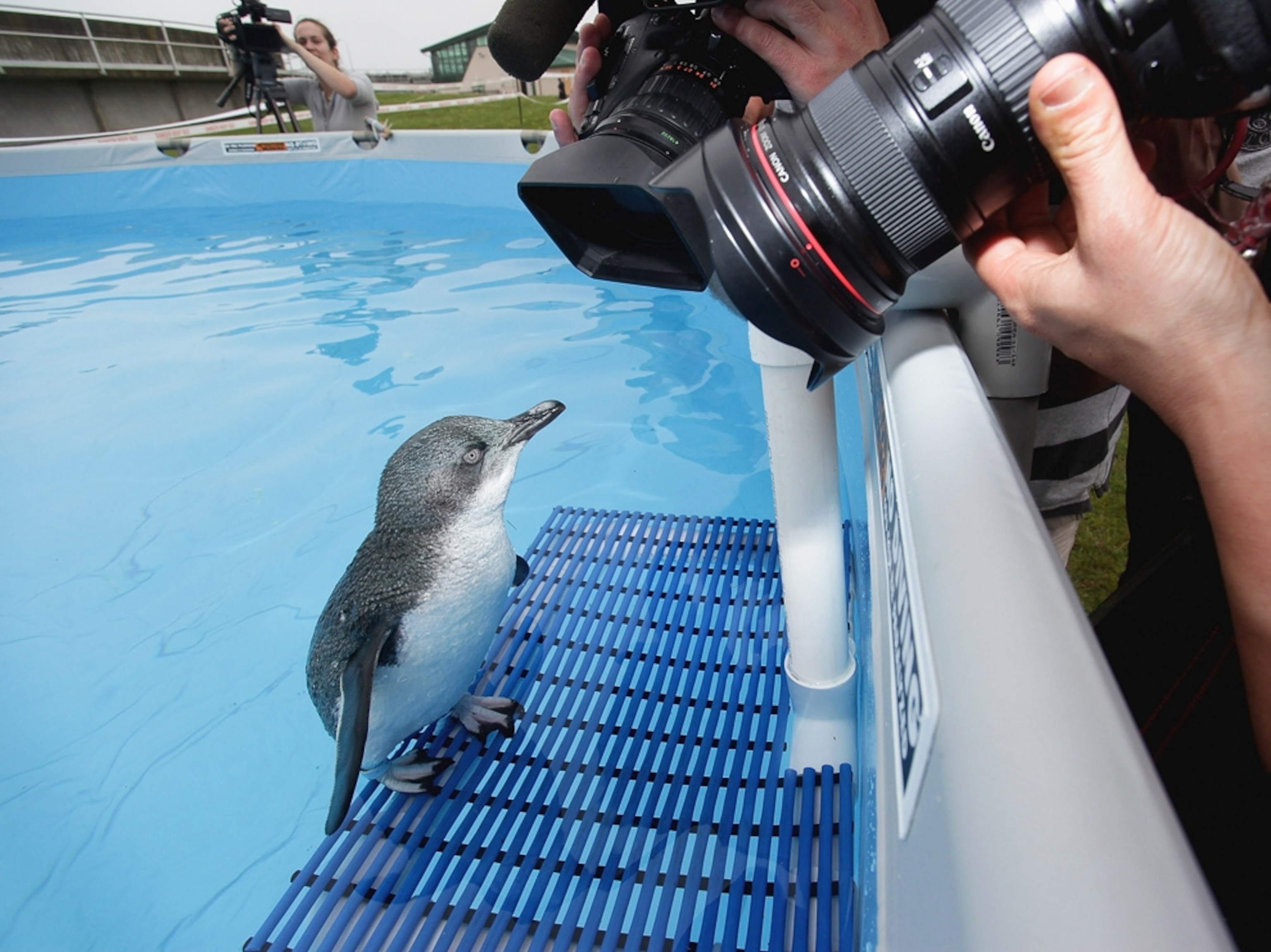 New Zealand oil spill picture: rescued penguin