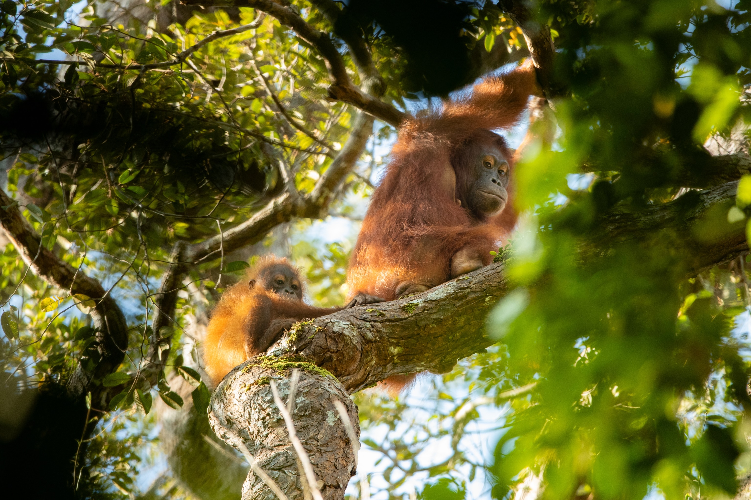 Two orangutans look down at the camera while in a tree.