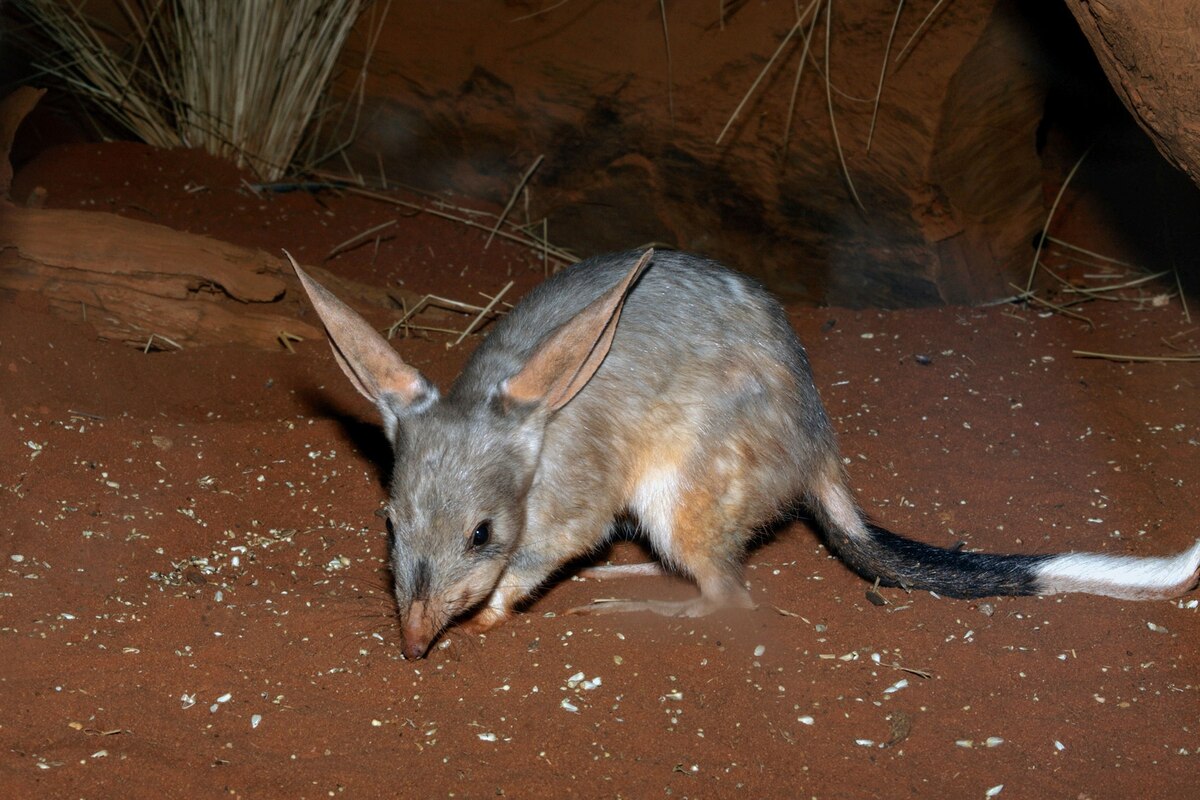 These Animals Thrive in the Hottest Places on Earth