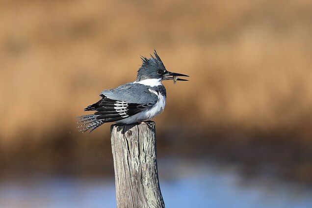 The belted kingfisher eats speckled dace and fathead minnows, two Colorado River fish that are highly contaminated with mercury. The levels found are 30 to 40 times higher than those shown to be toxic to fish-eating wildlife. Photograph by Robbie George, National Geographic Creative