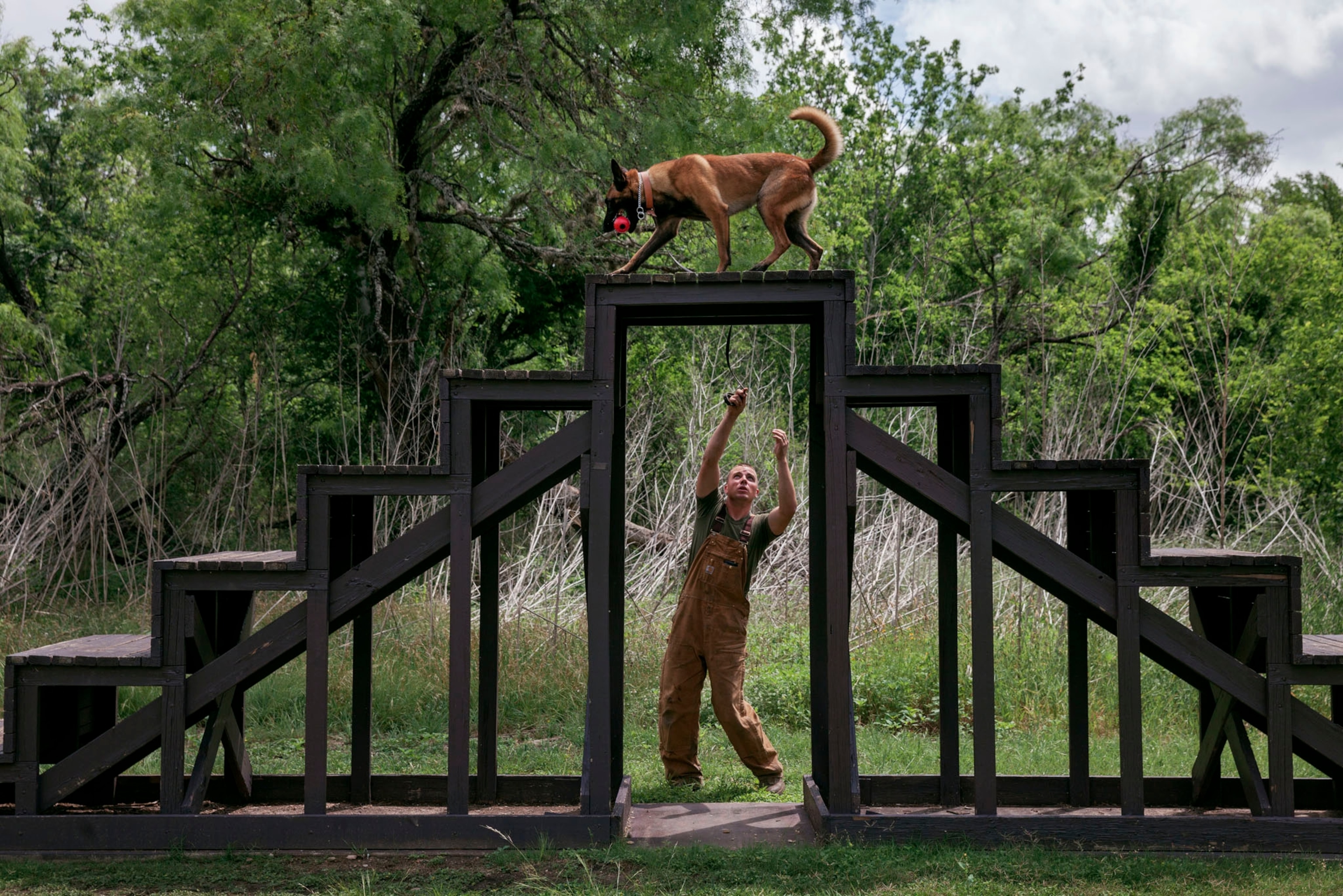 a Belgian Malinois young dog learns obedience skills as it trains on an obstacle course.