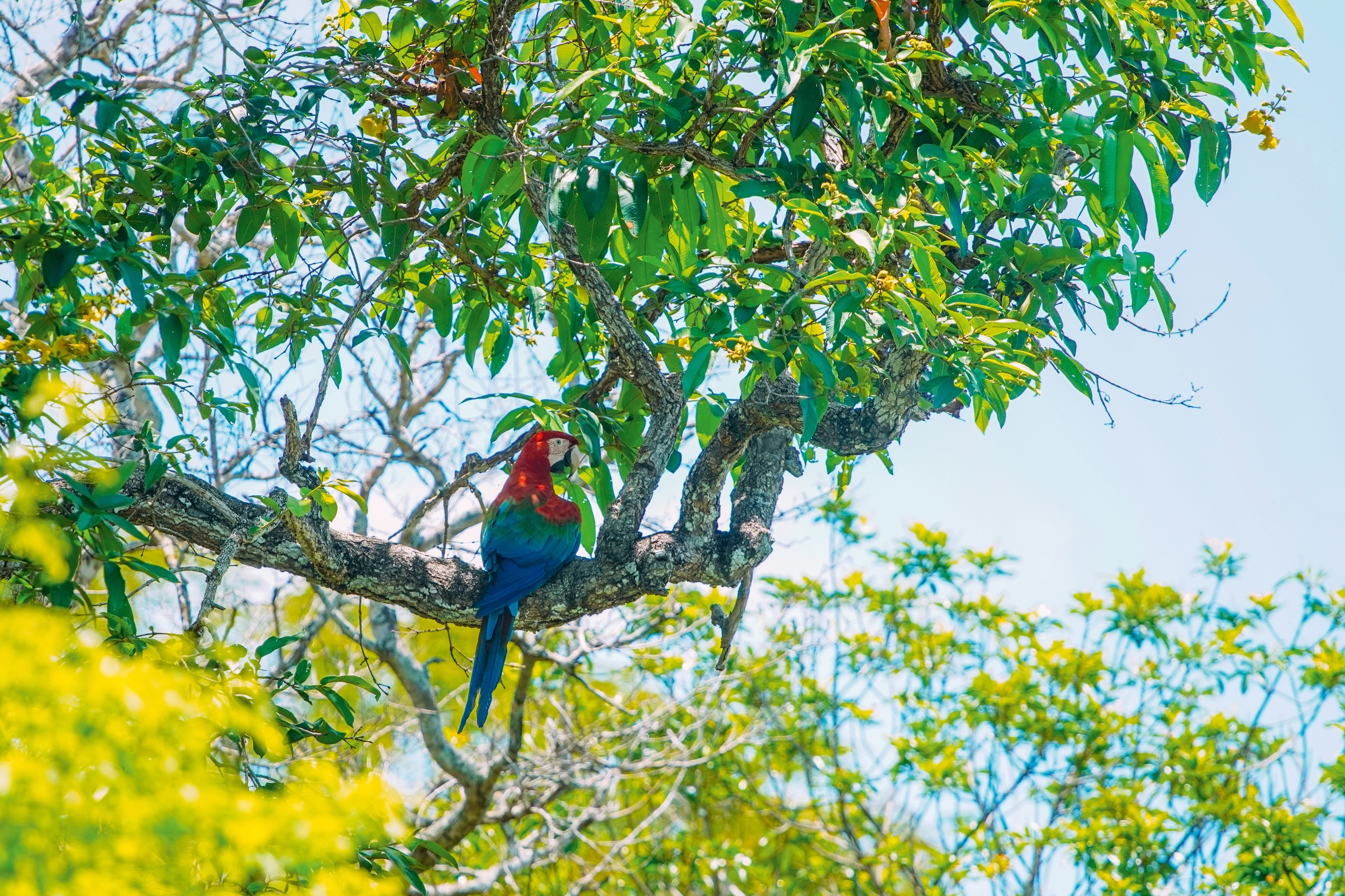 Scarlet macaw sitting on tree branch