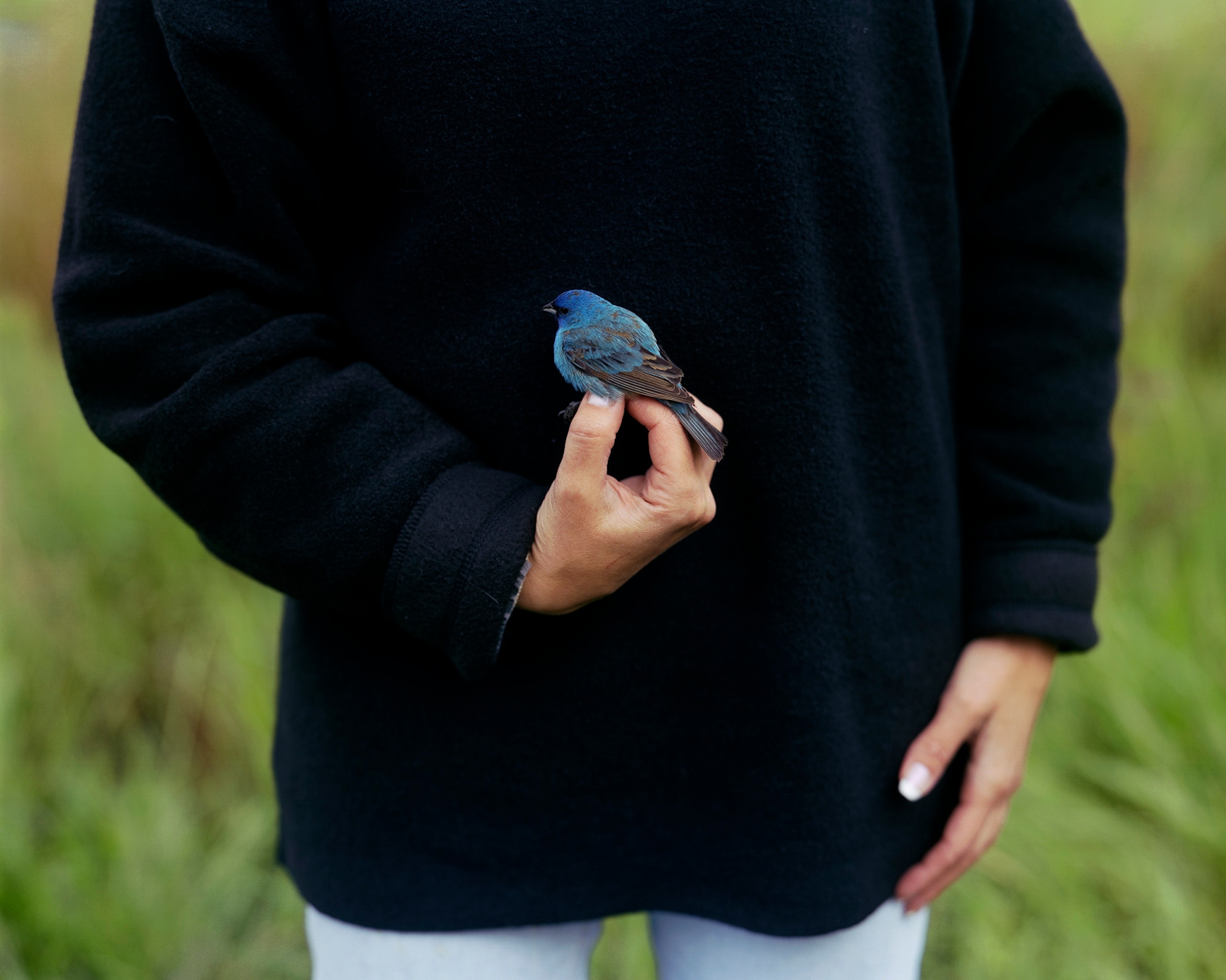 A person wearing a black sweater stands holding a small, bright blue bird in their hand.
