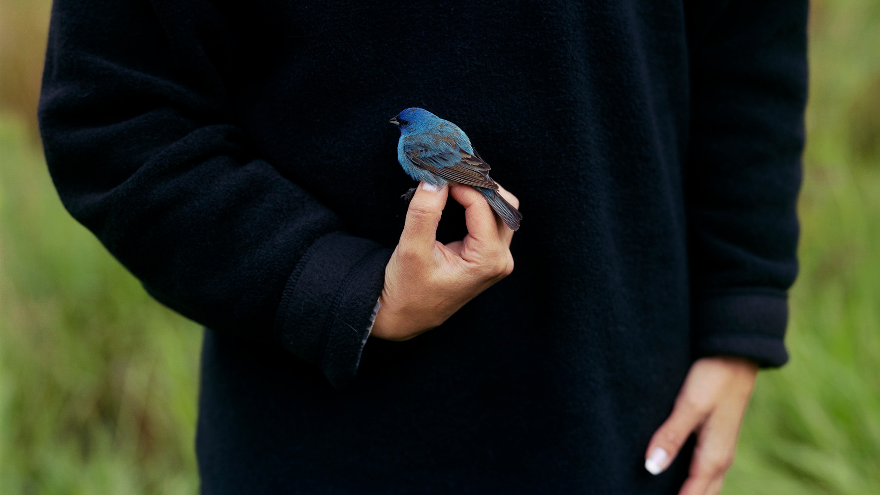 The Expert's Guide to Helping Injured Birds During the Fall Migration