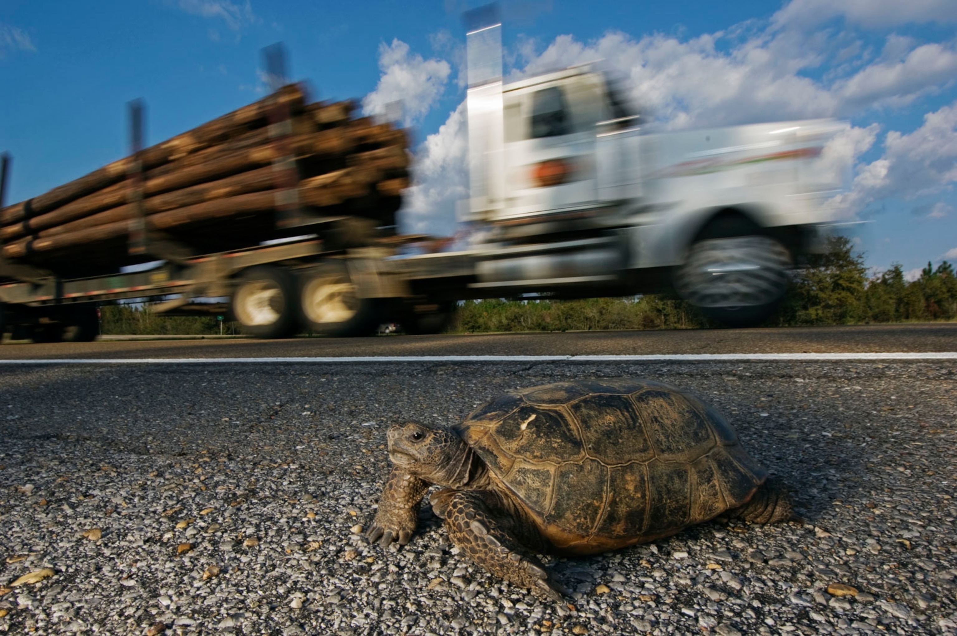 a gopher tortoise