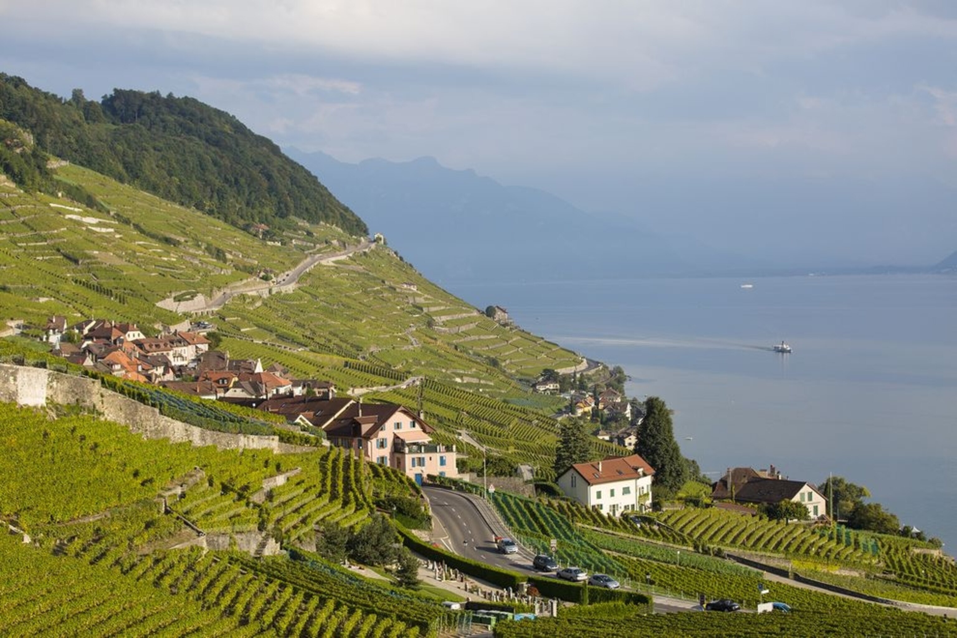 Lavaux Vineyards
