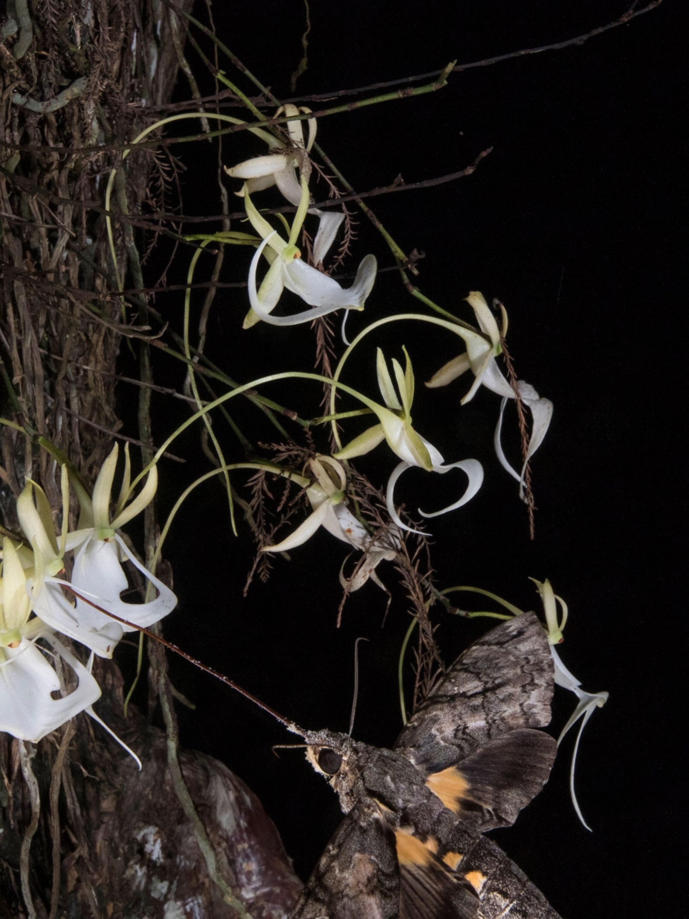 ghost fern dress orchid bloom