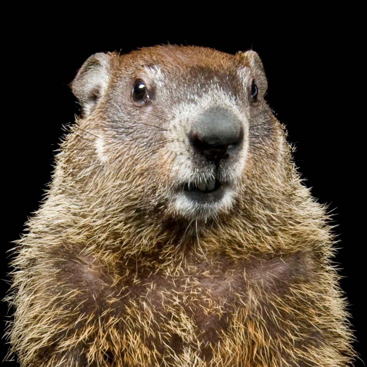 Download Groundhog, facts and photos