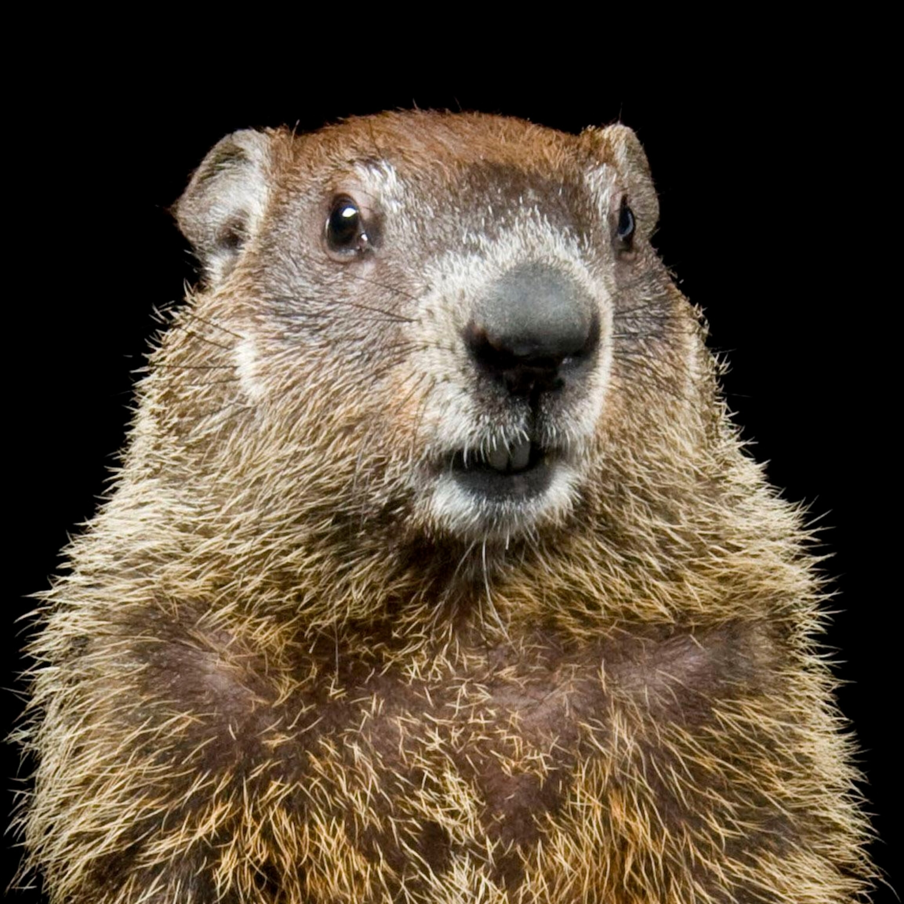 Groundhog Facts And Photos