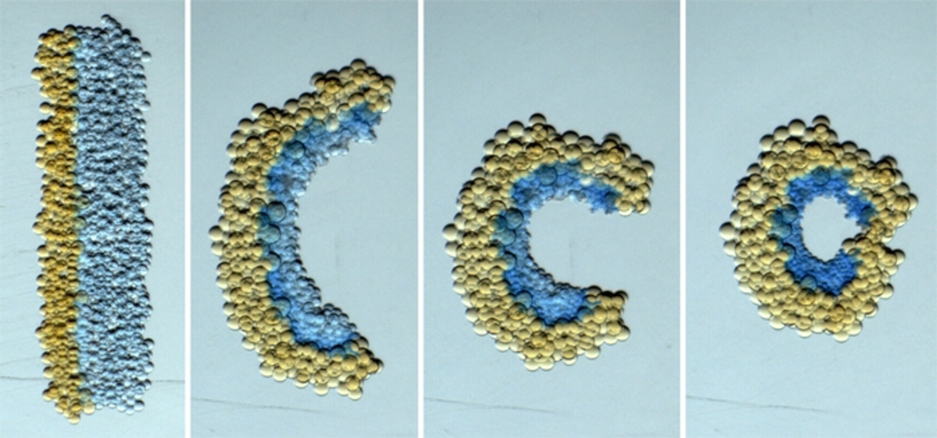 Credit: Villar et al. Science/AAAS