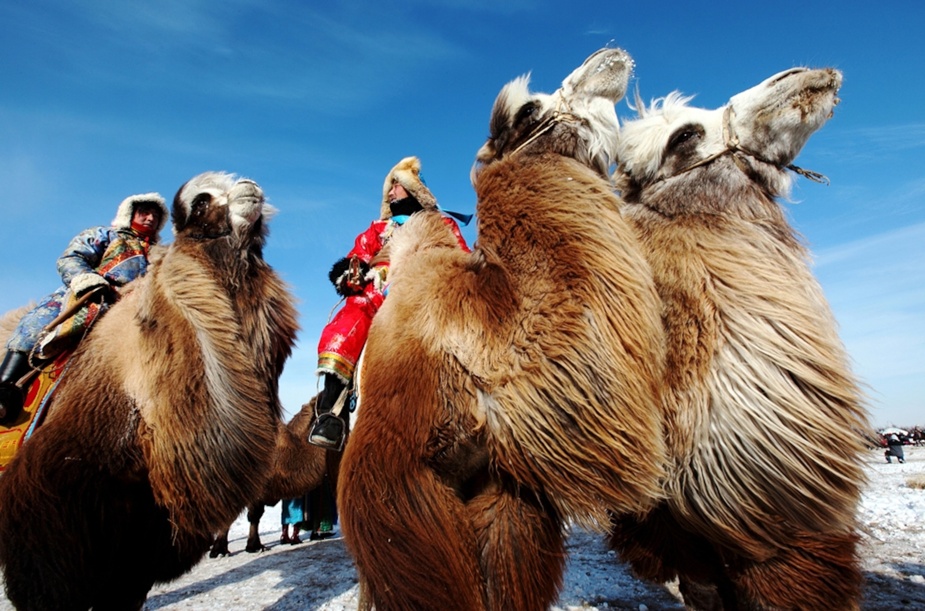 Men ride camels during a festival