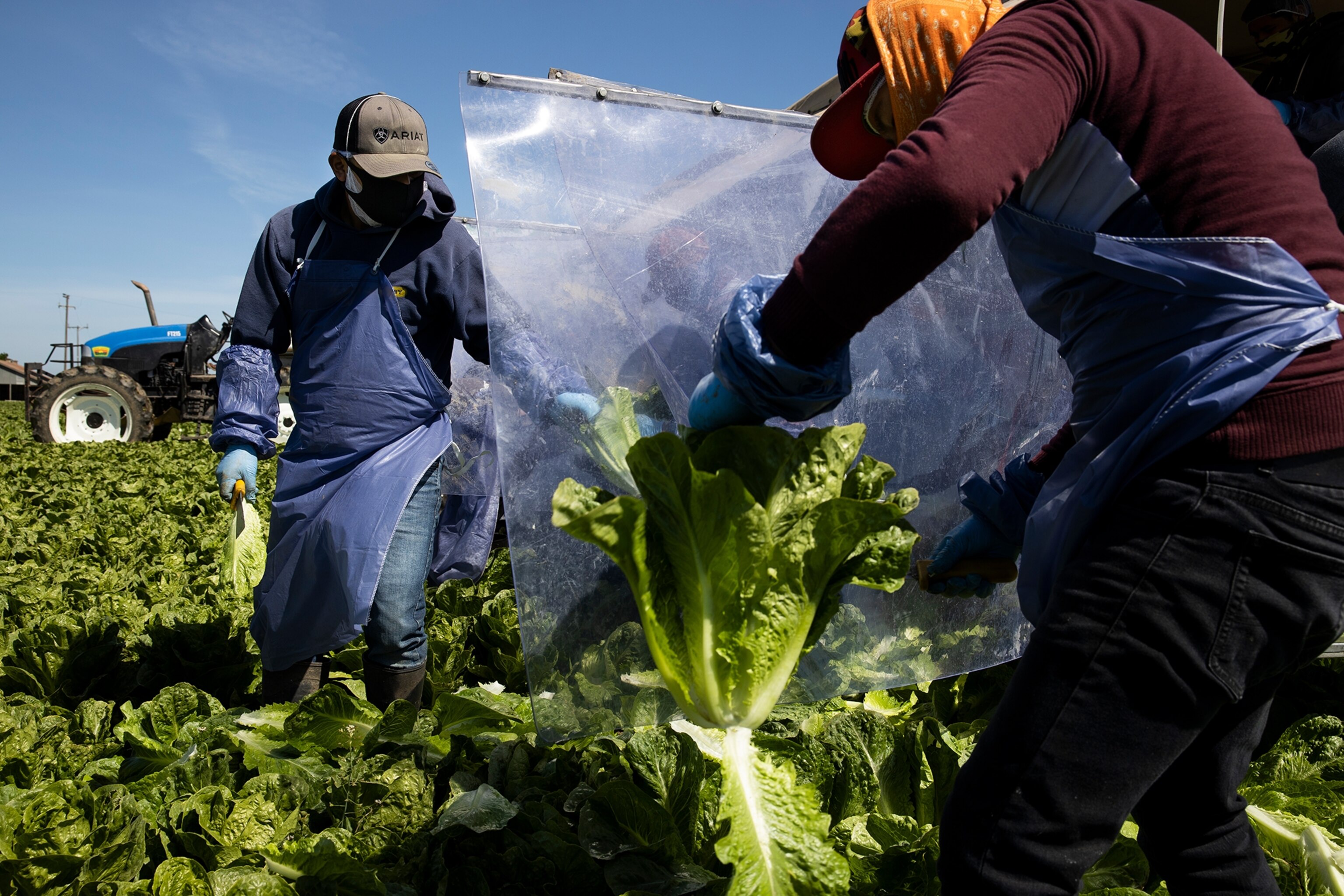 laborers harvesting lettuce, a sheet of plastic between to curb the spread of coronavirus