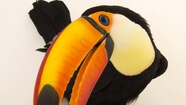 Toucan Beak Color
